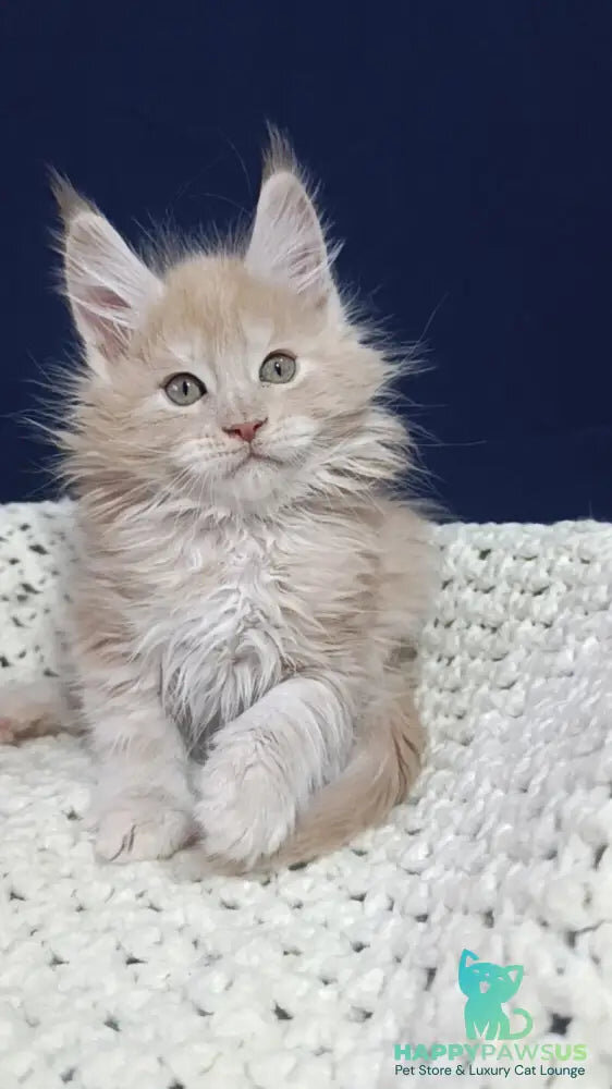 Prince Maine Coon male, cream silver ready for new image 2
