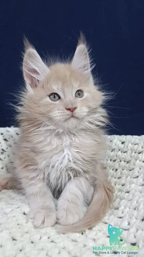Prince Maine Coon male, cream silver ready for new image 1