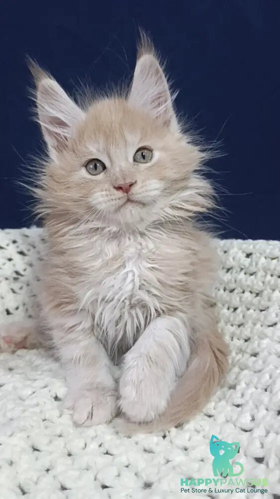 Prince Maine Coon male, cream silver ready for new image 3