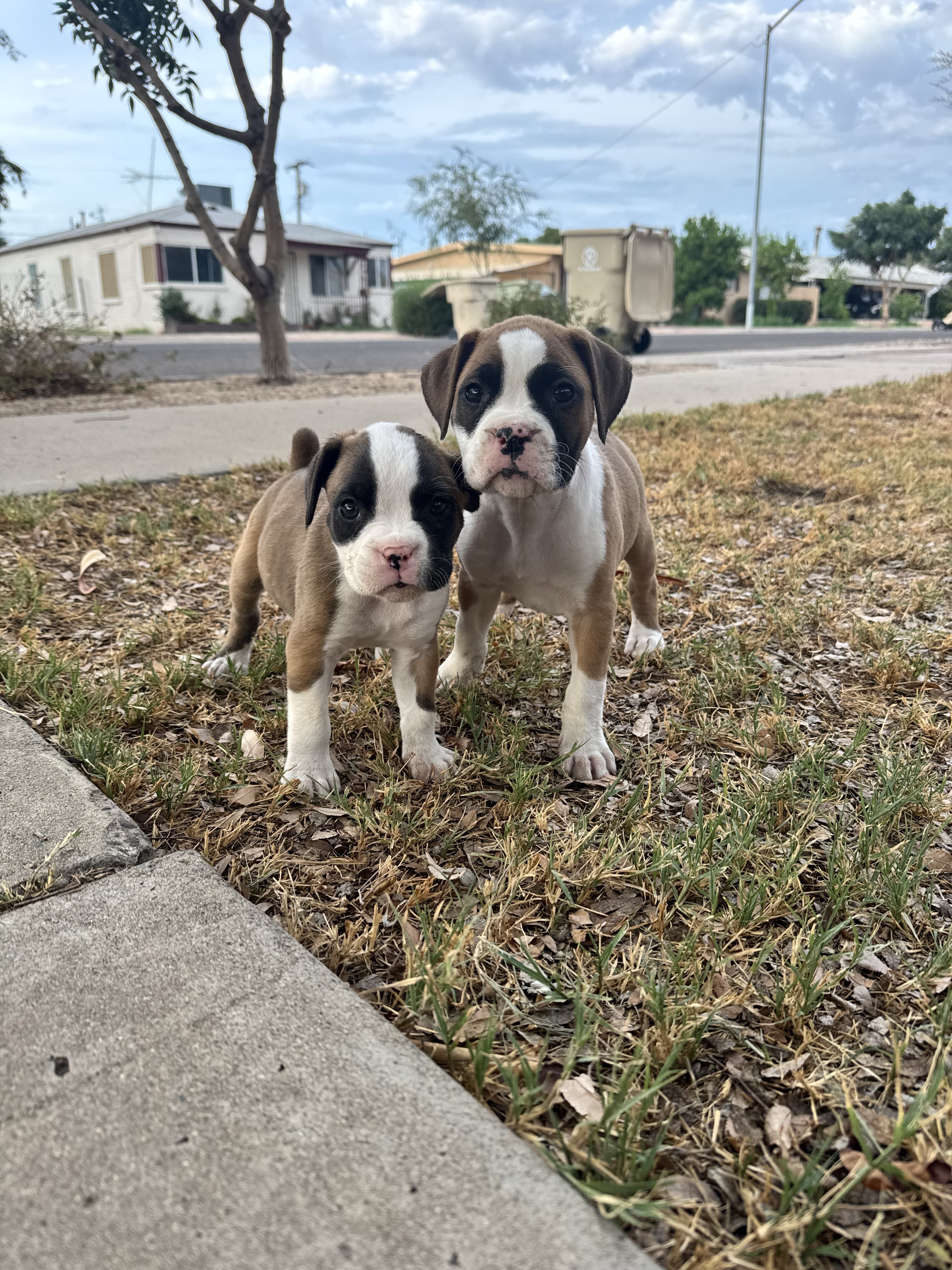 Boxer Puppies image 5
