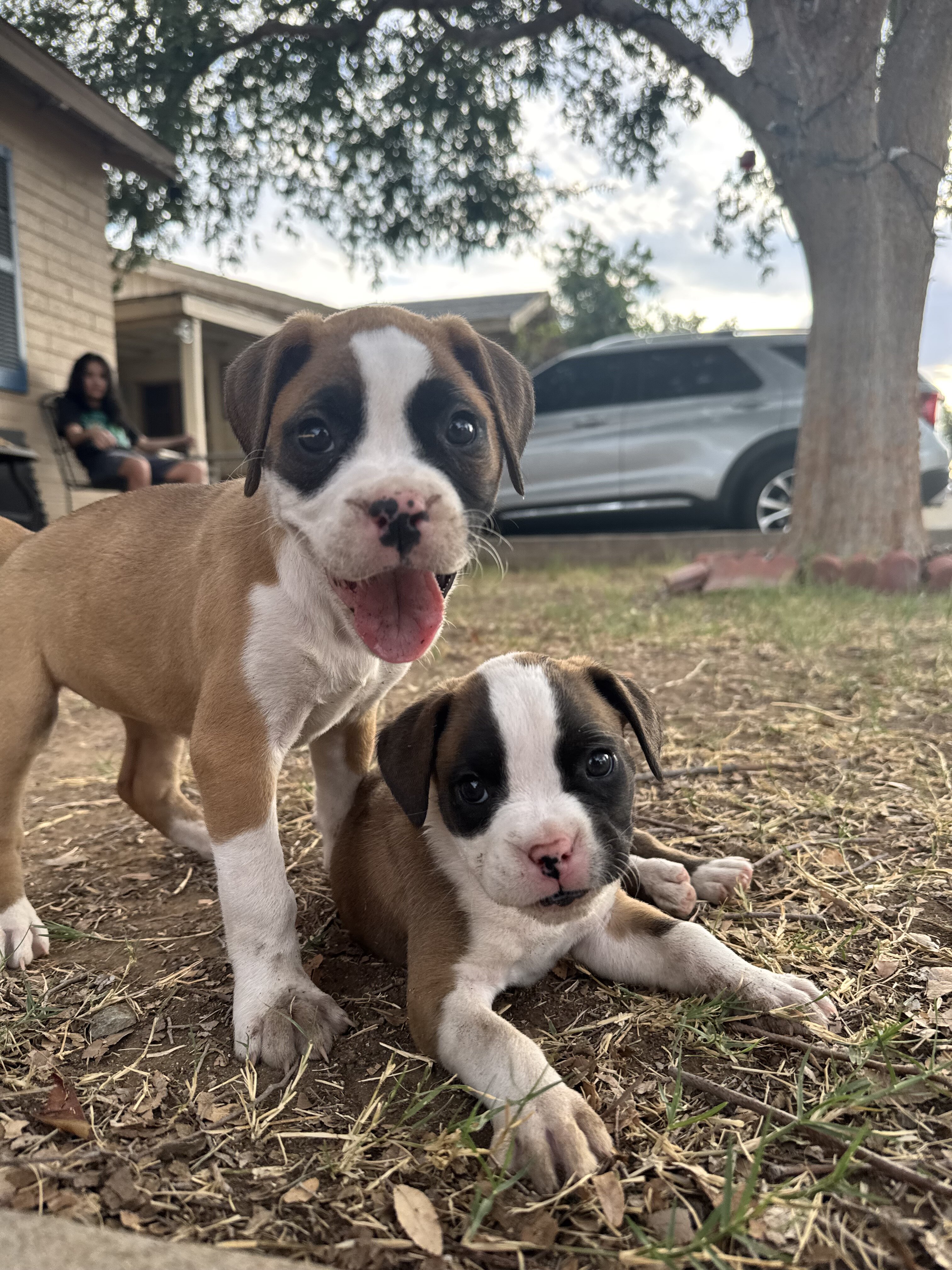 Boxer Puppies image 4