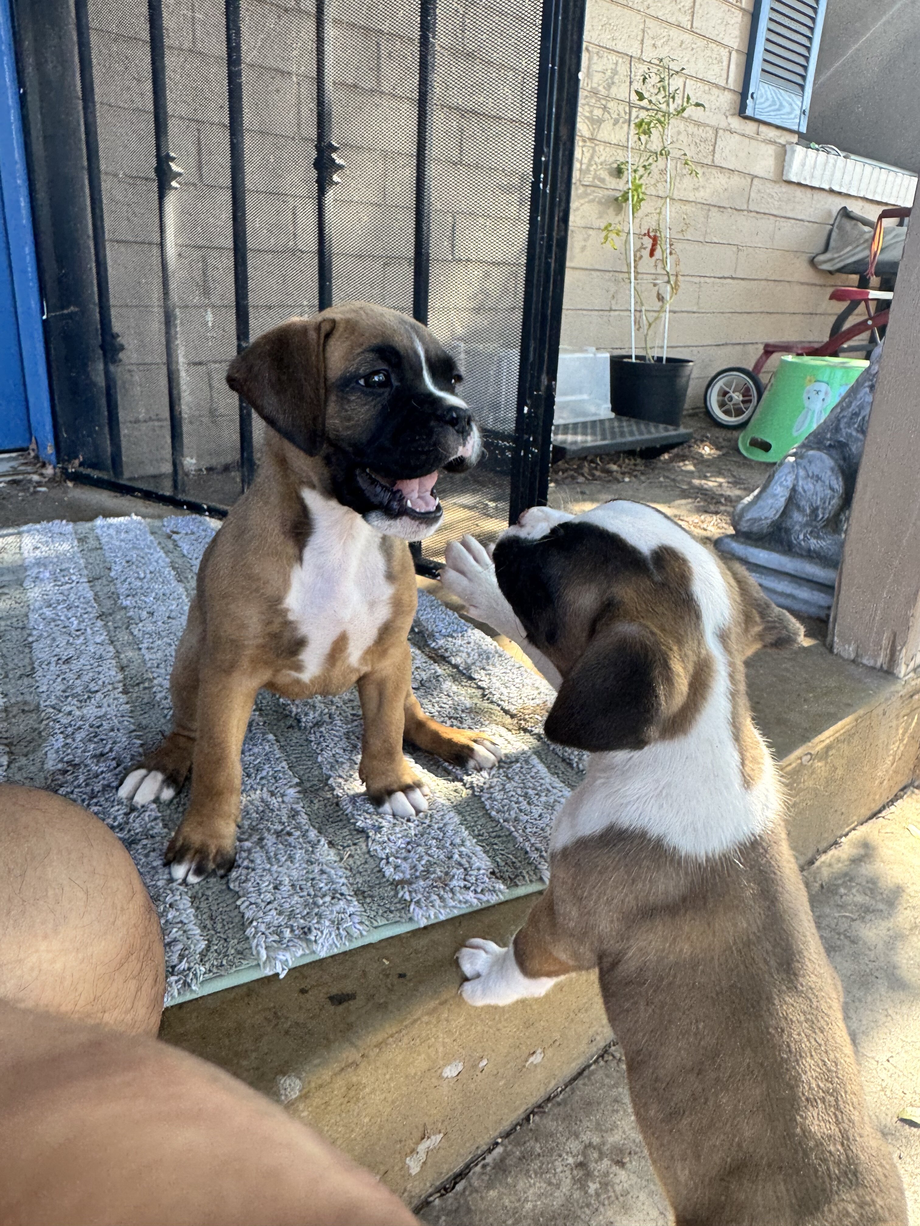 Boxer Puppies image 3