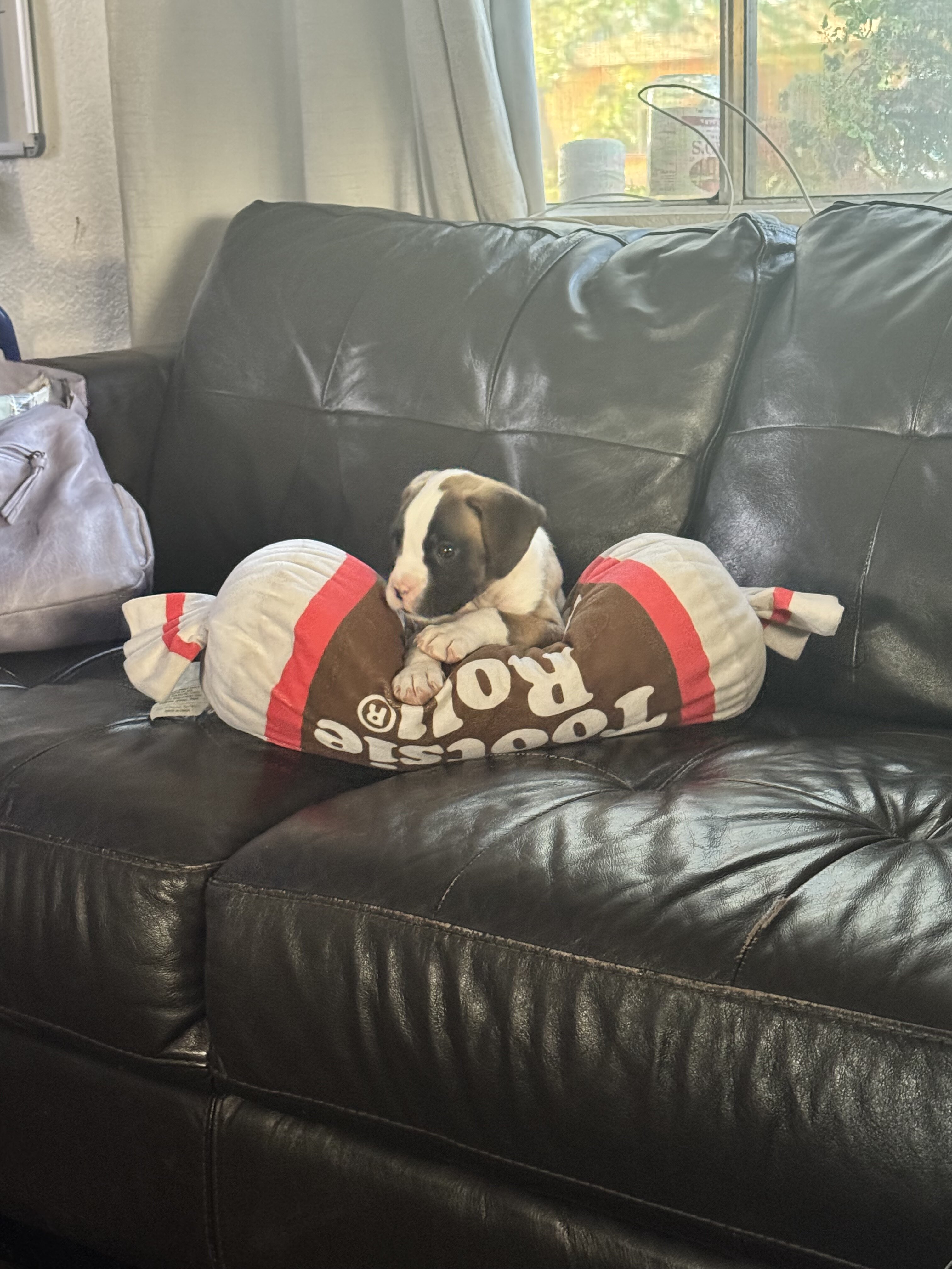 Boxer Puppies image 2