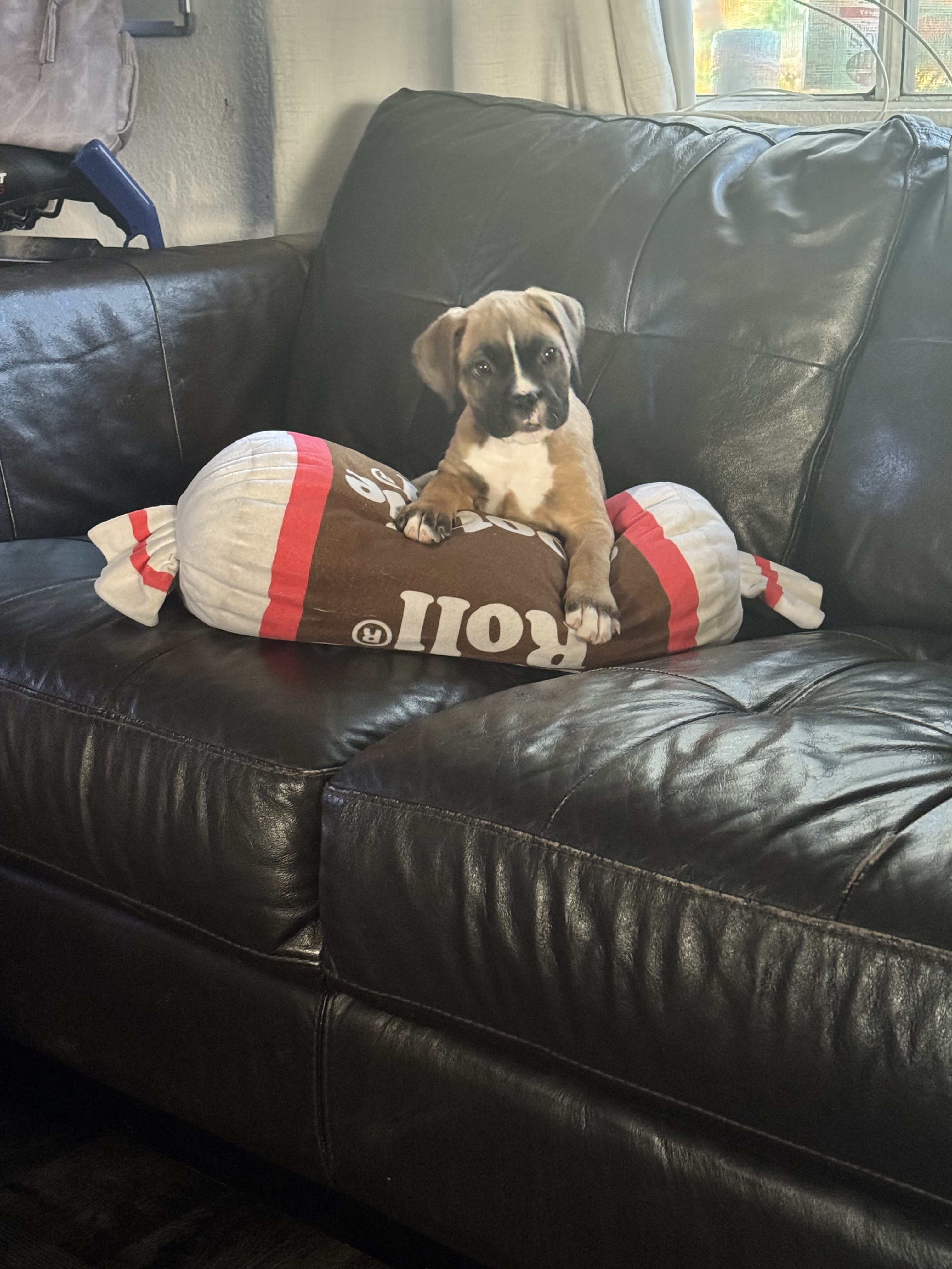Boxer Puppies image 1
