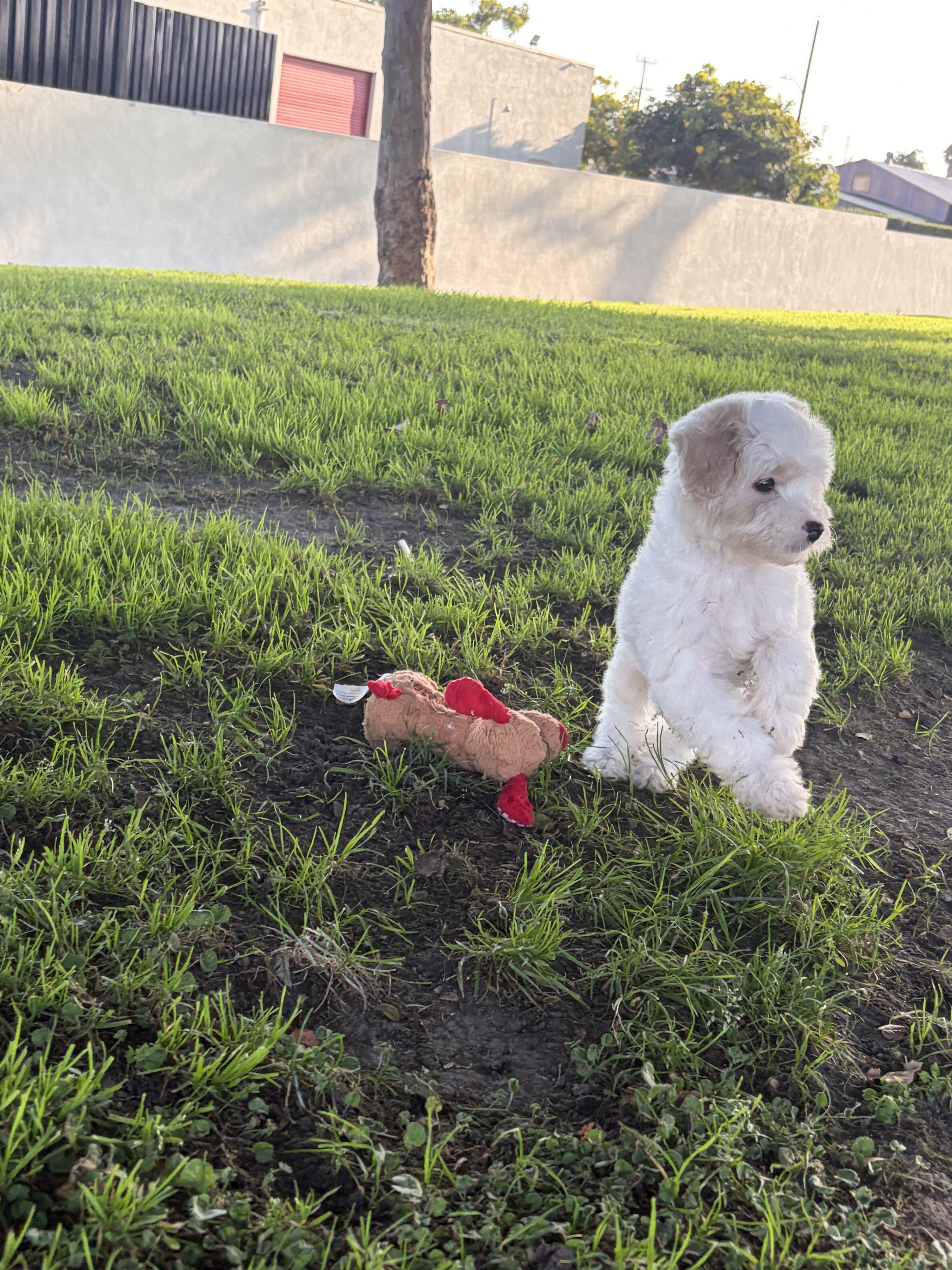 Puppy image 1