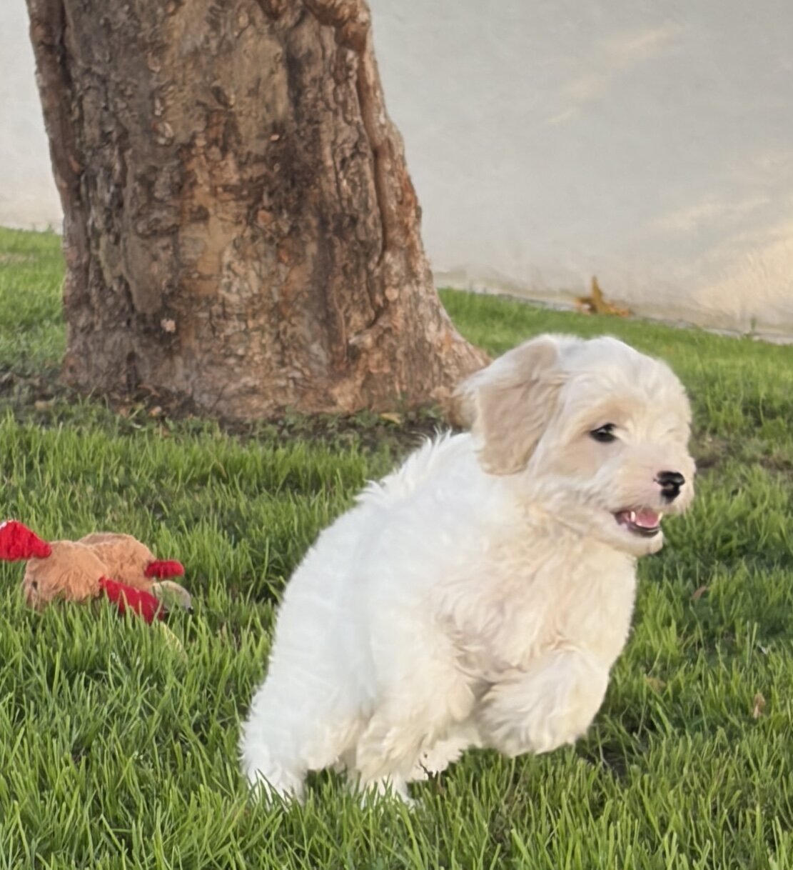 Puppy image 2