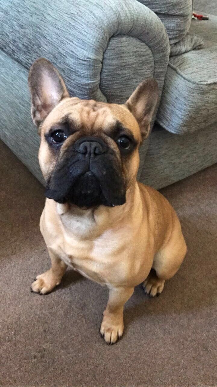 French bulldog image 1