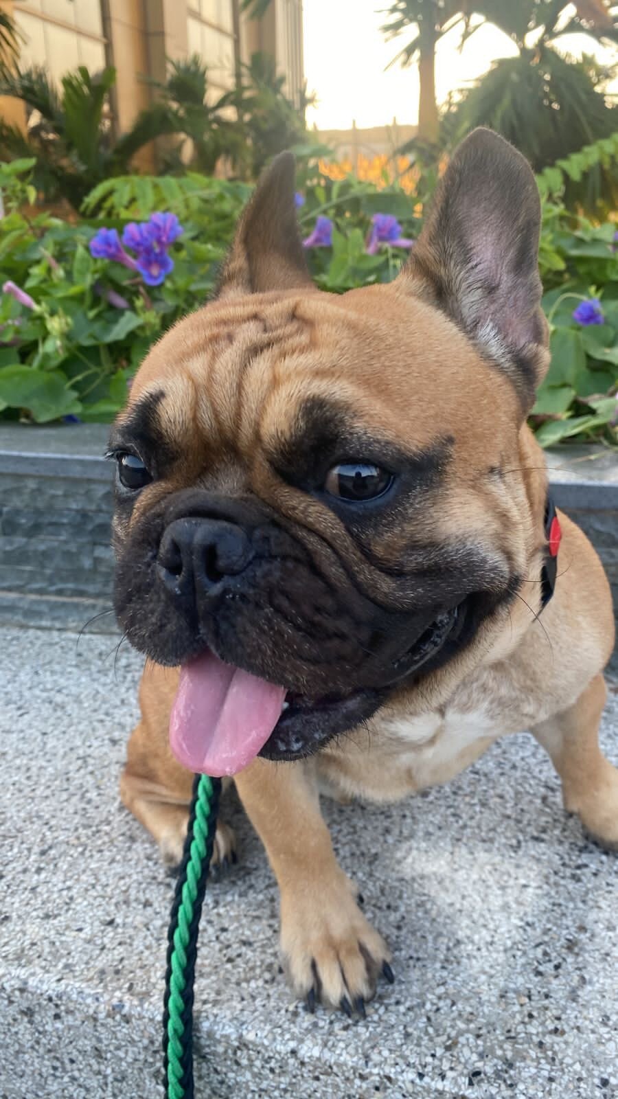 French bulldog image 3