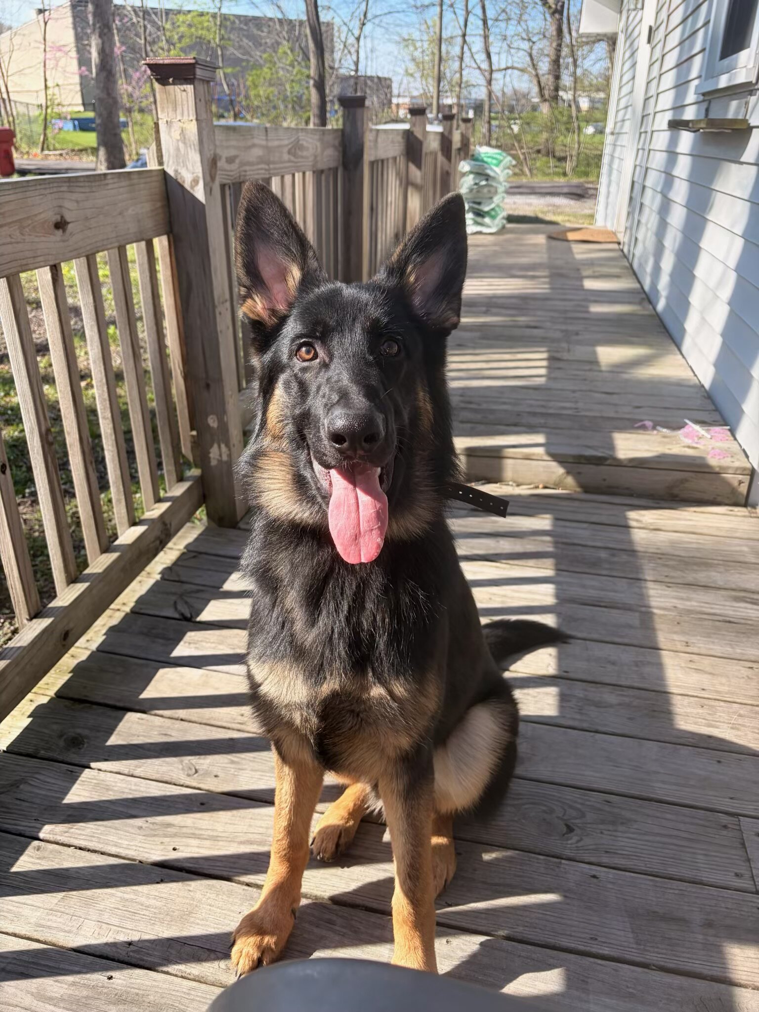 German Shepherd image 3