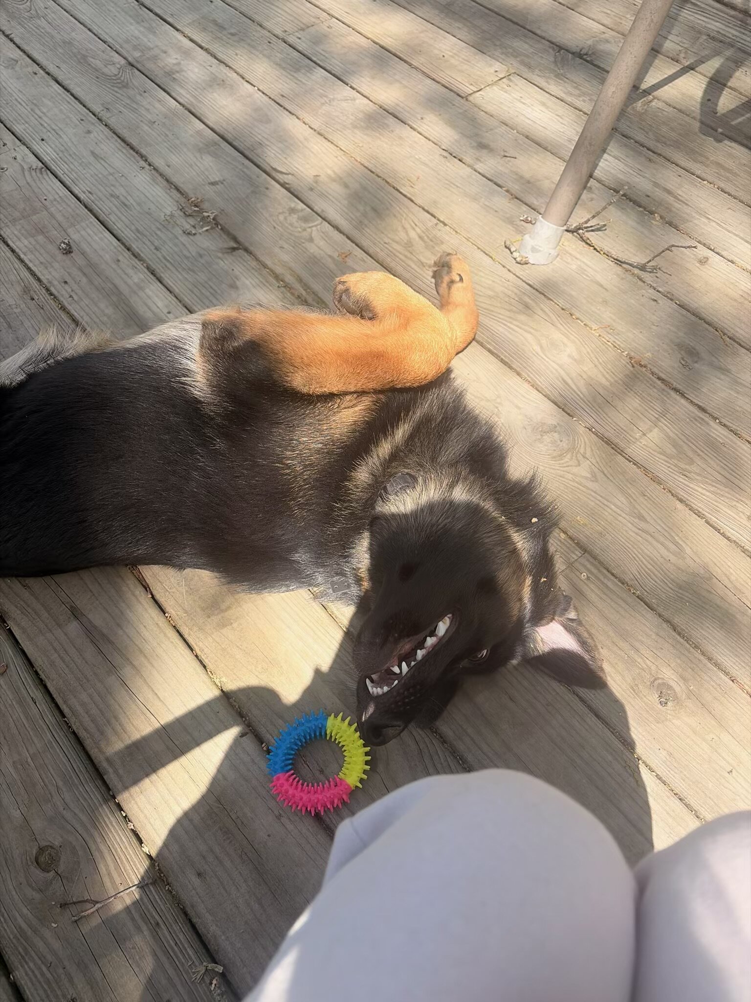 German Shepherd image 4