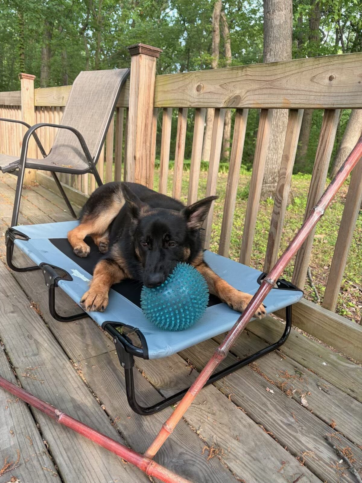 German Shepherd image 1