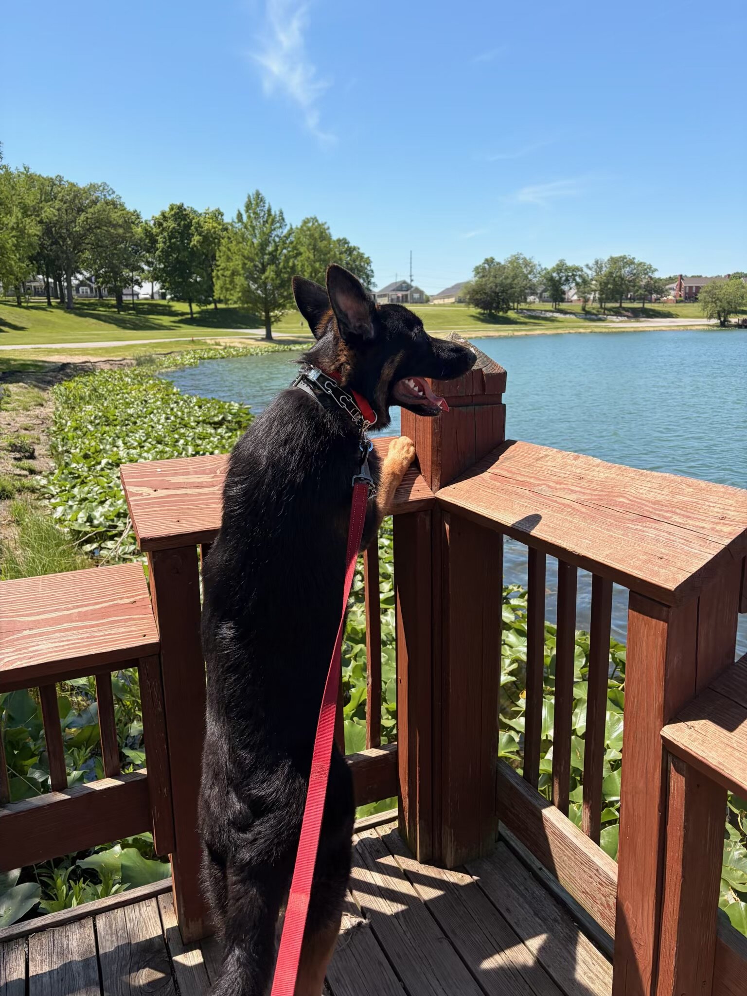 German Shepherd image 2