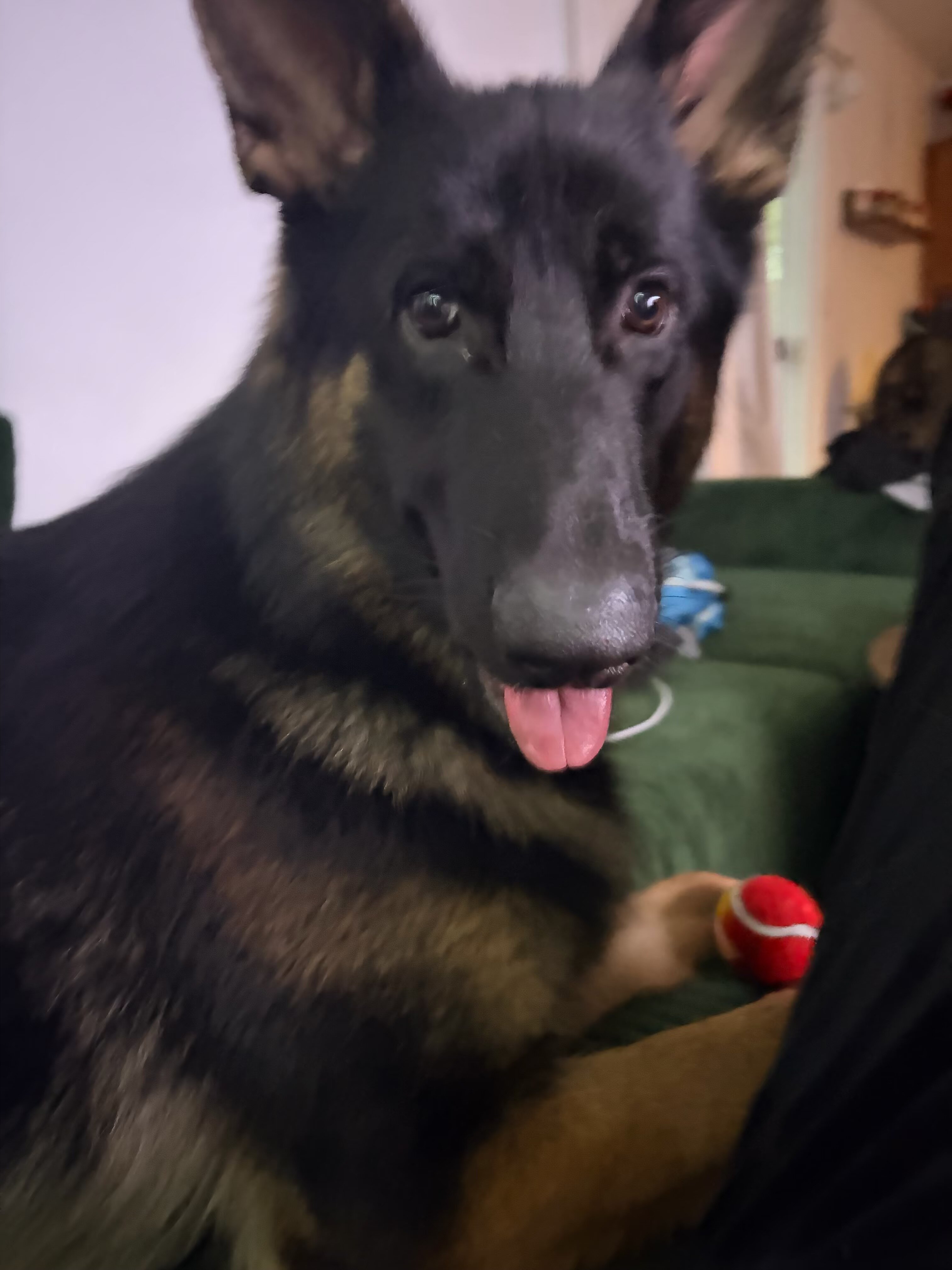 German Shepherd image 6