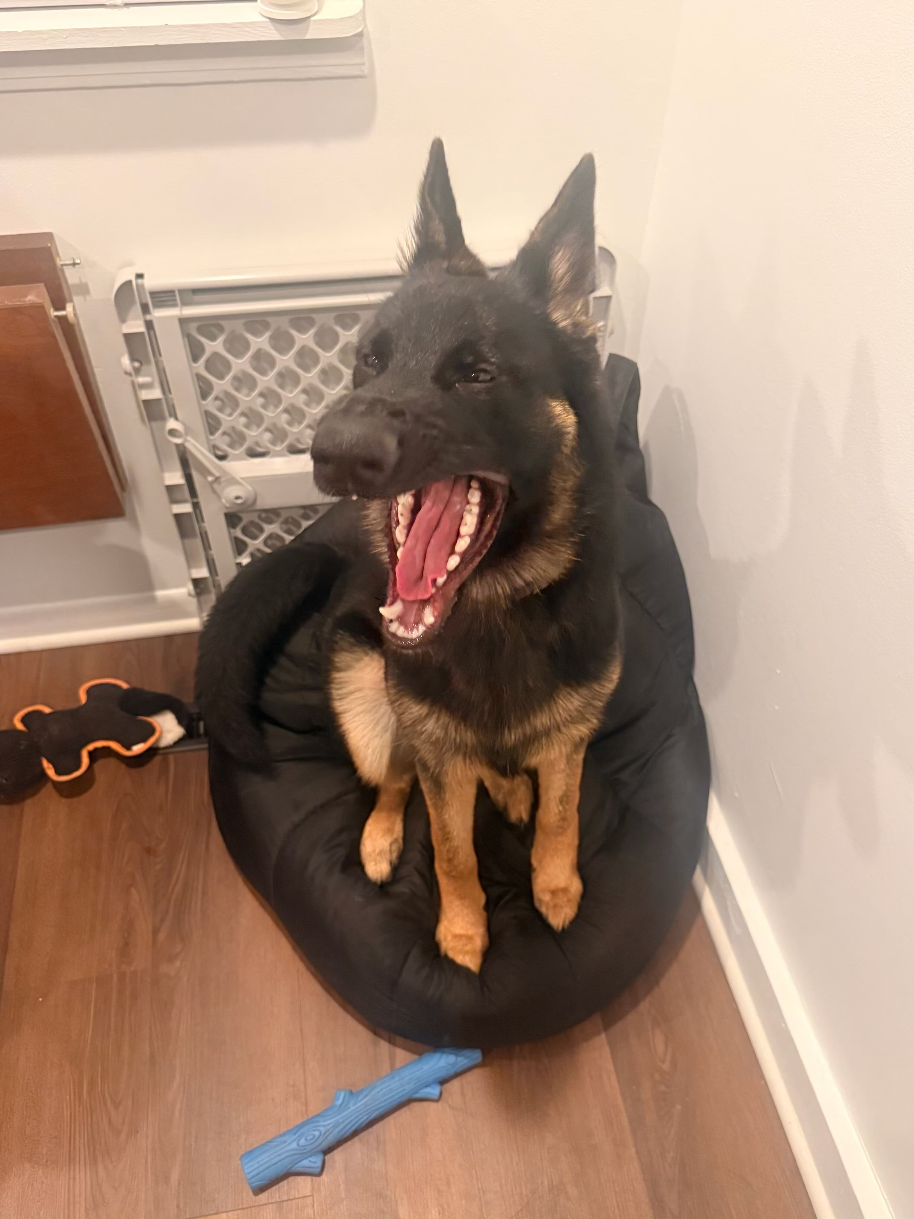 German Shepherd image 5