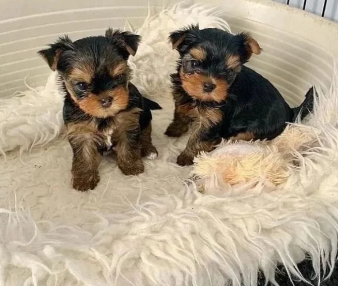 Adorable Teacup Yorkie Puppies image 1