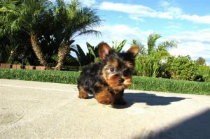 Two Gorgeous Yorkie Puppies Available image 1