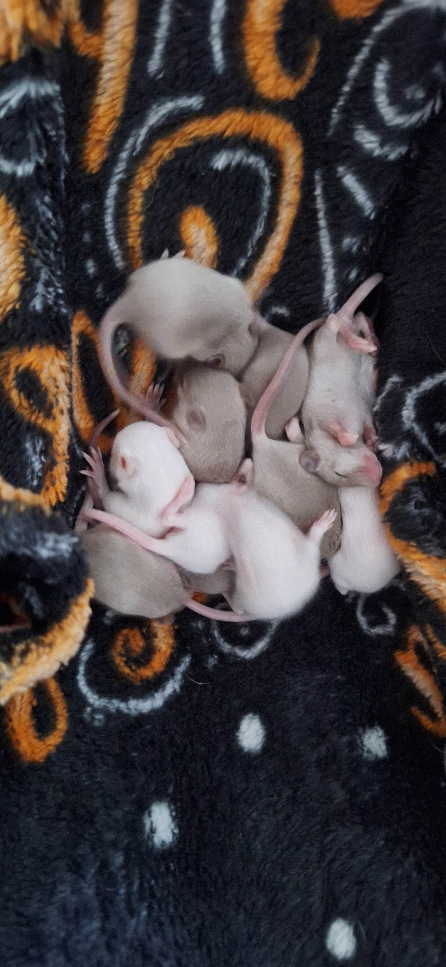 Mice image 2