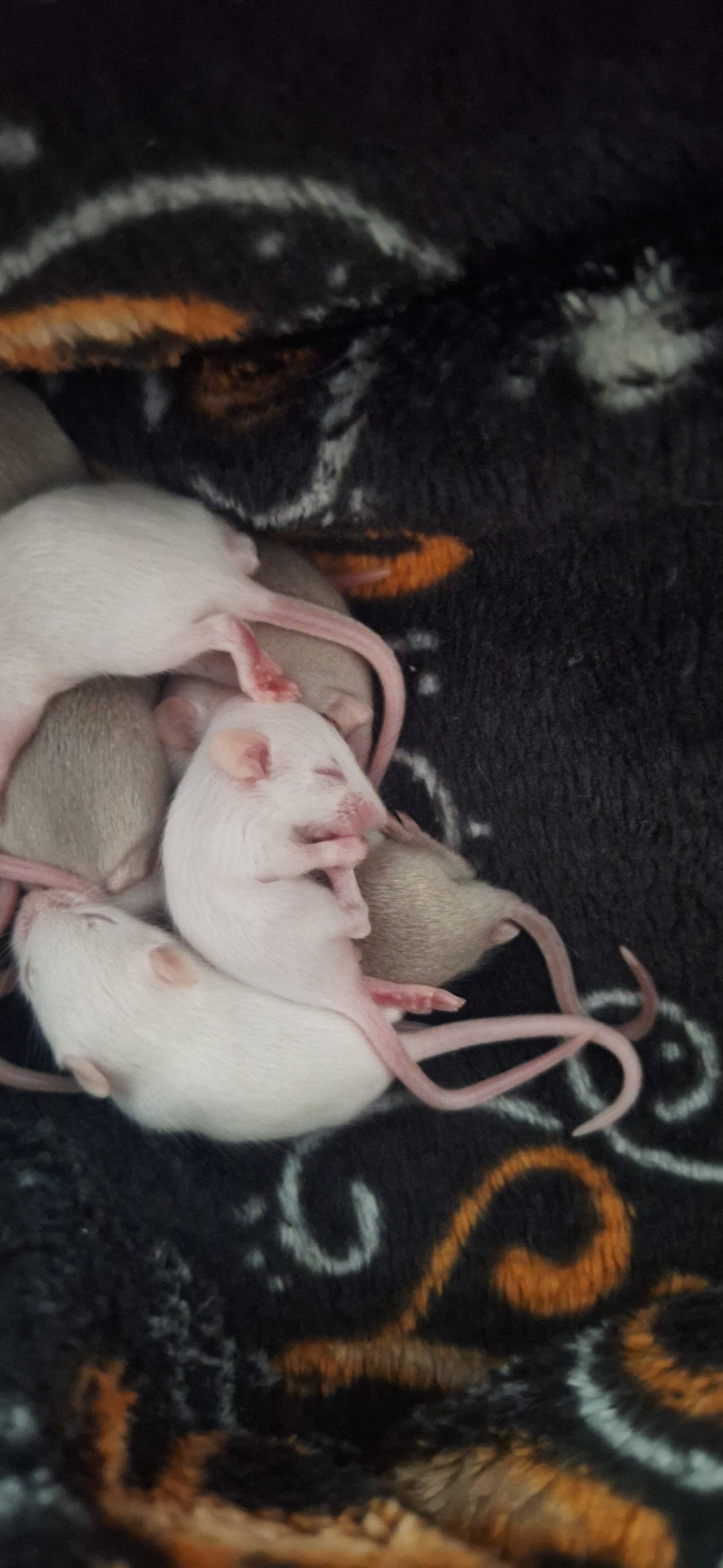 Mice image 1