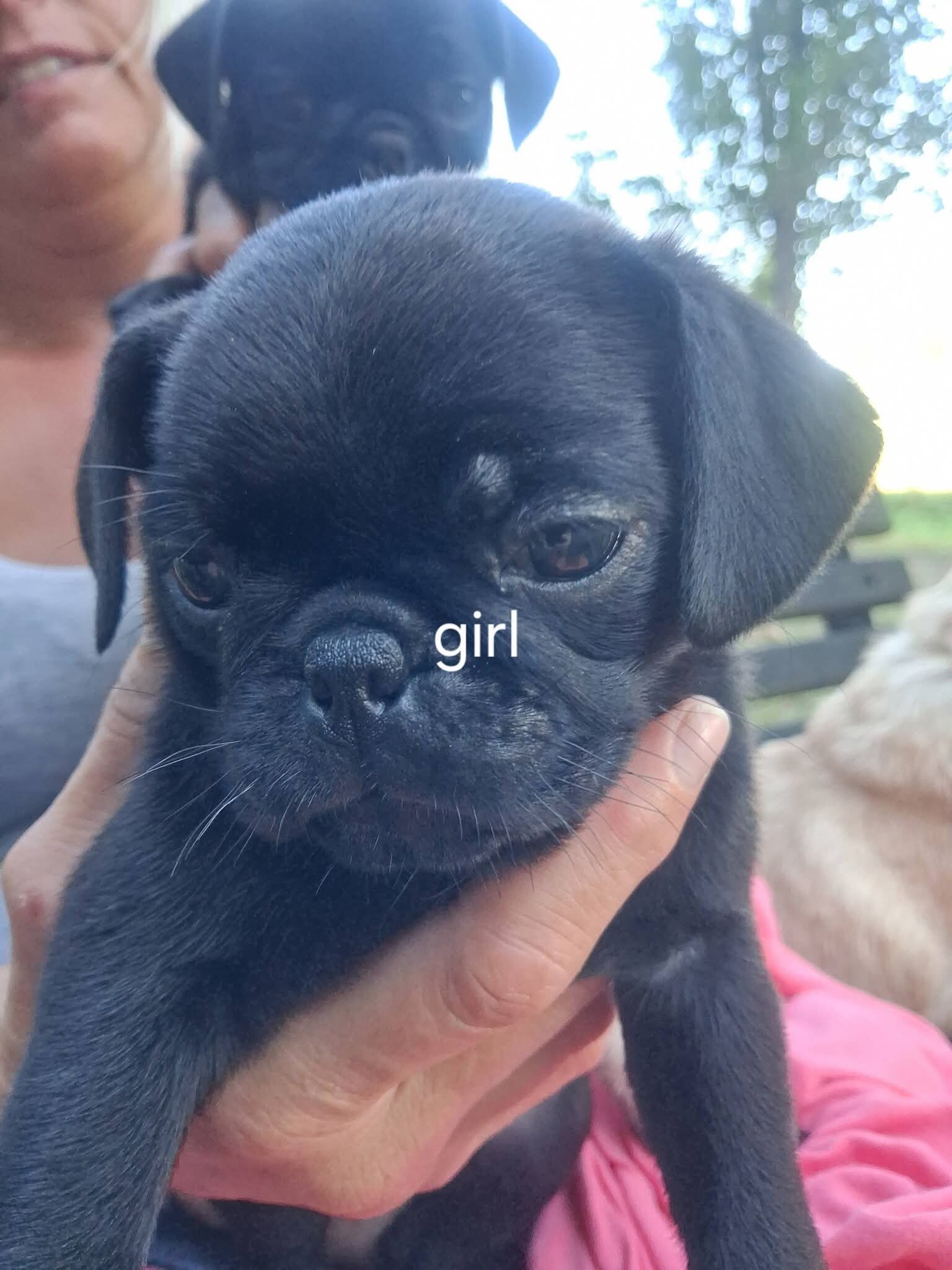 Pug puppies image 8