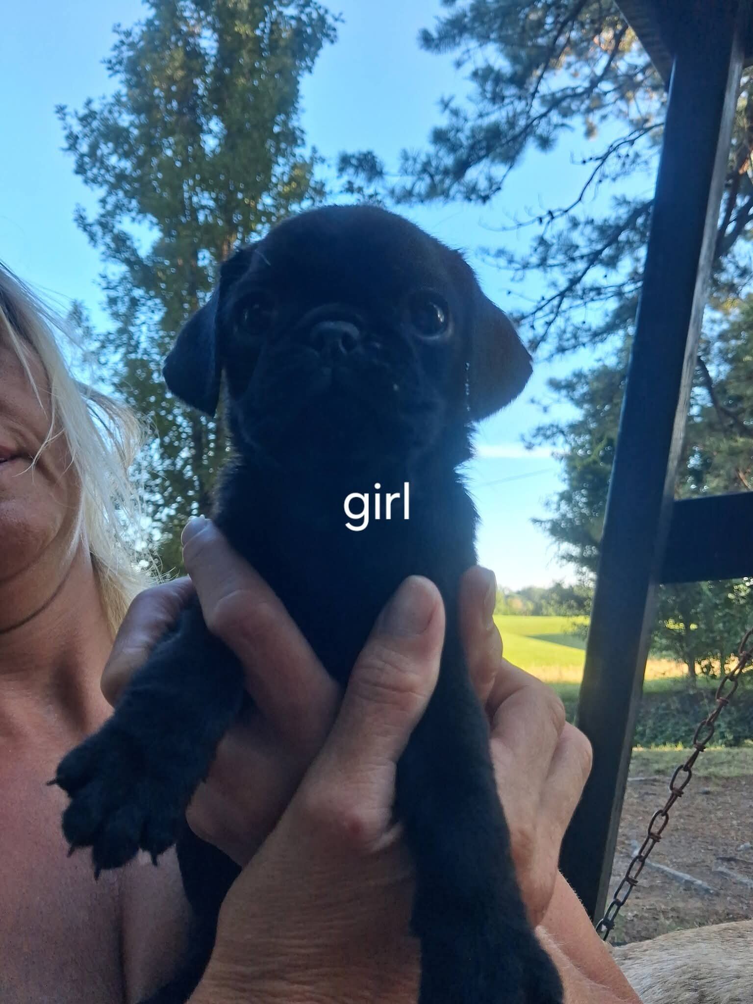 Pug puppies image 1