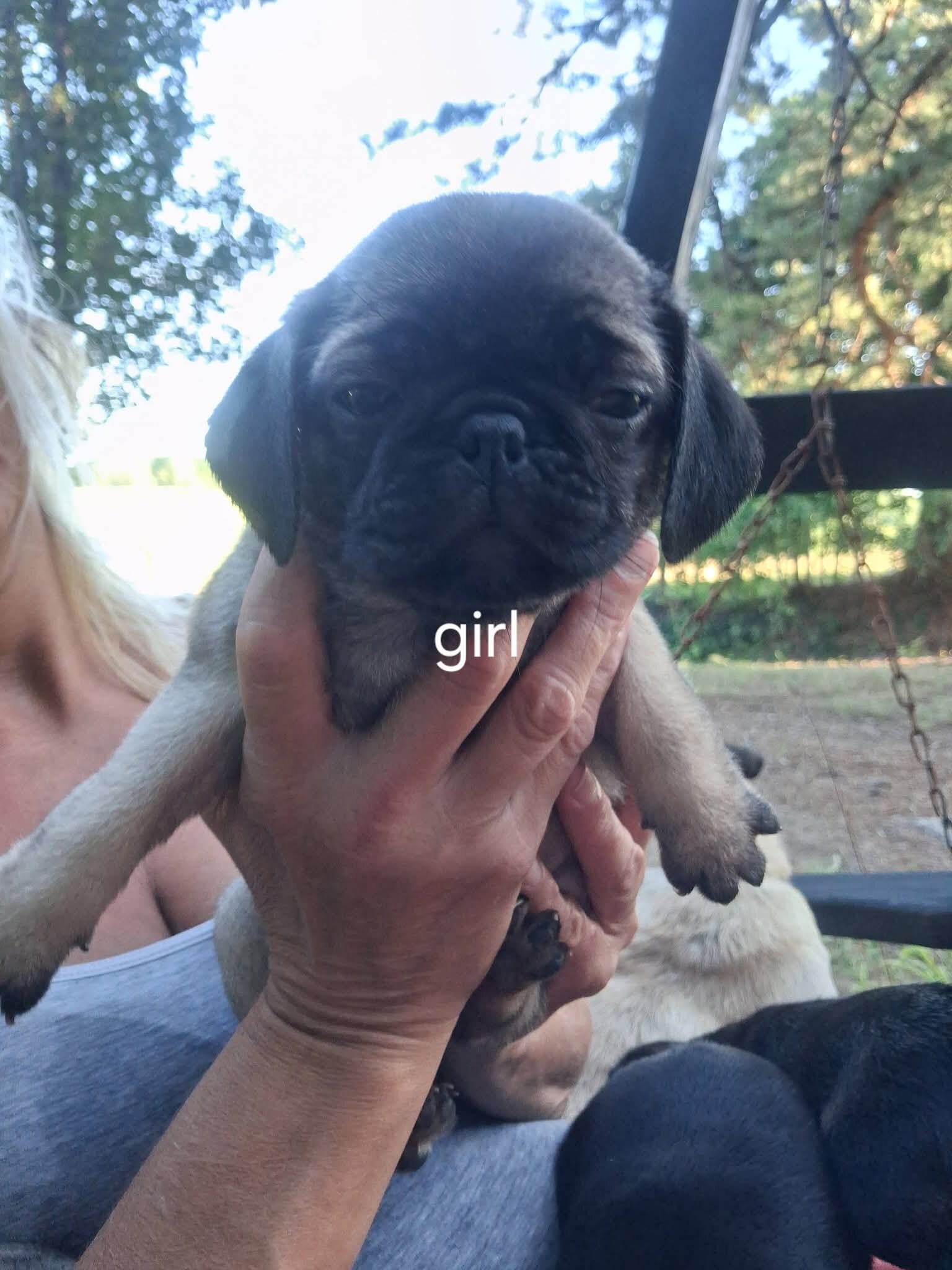 Pug puppies image 2