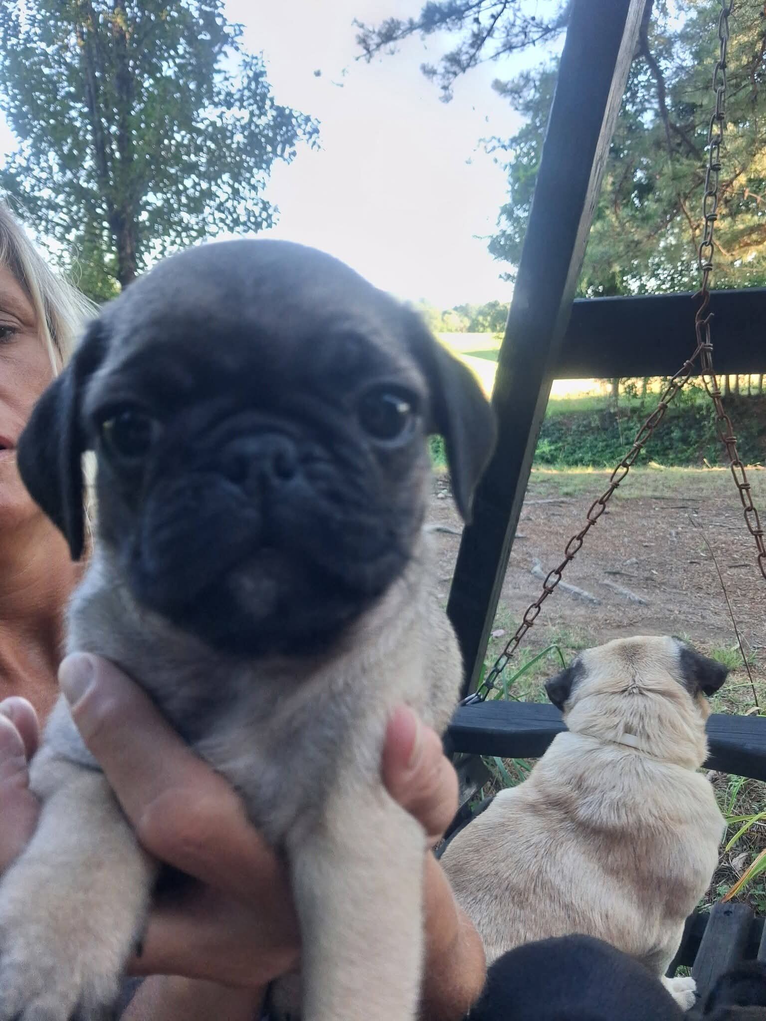 Pug puppies image 6