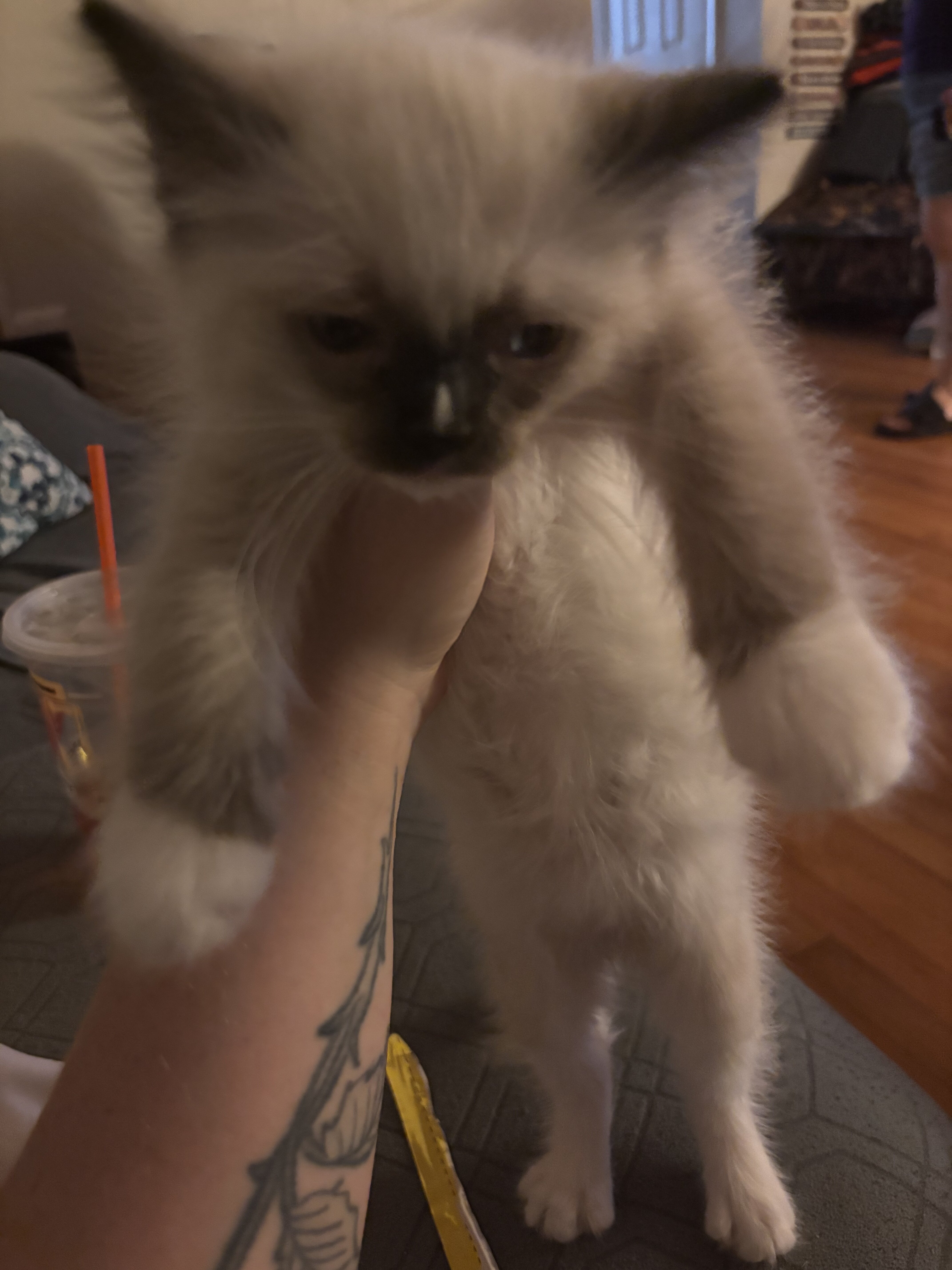 Ragdoll image 2