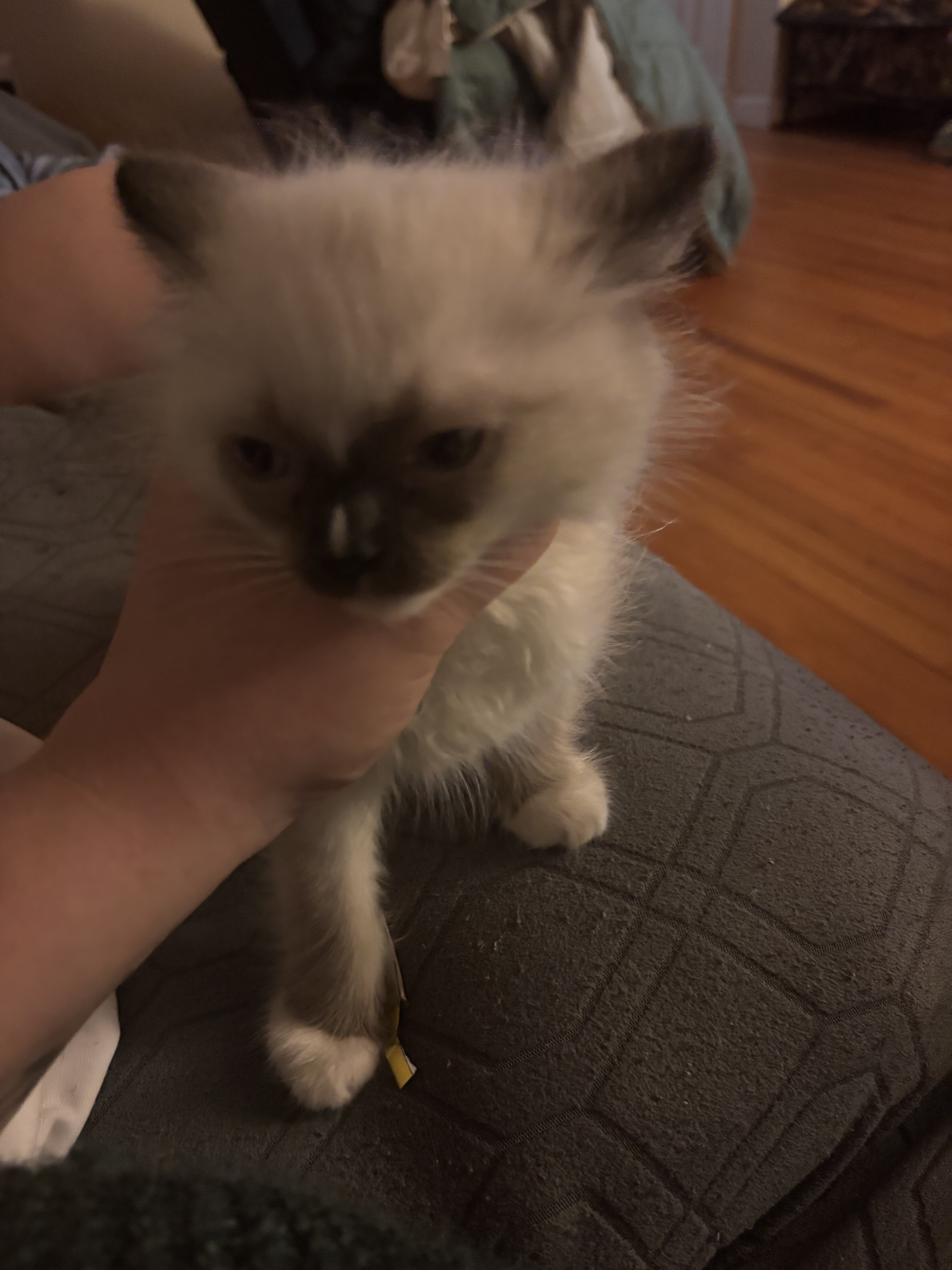 Ragdoll image 1