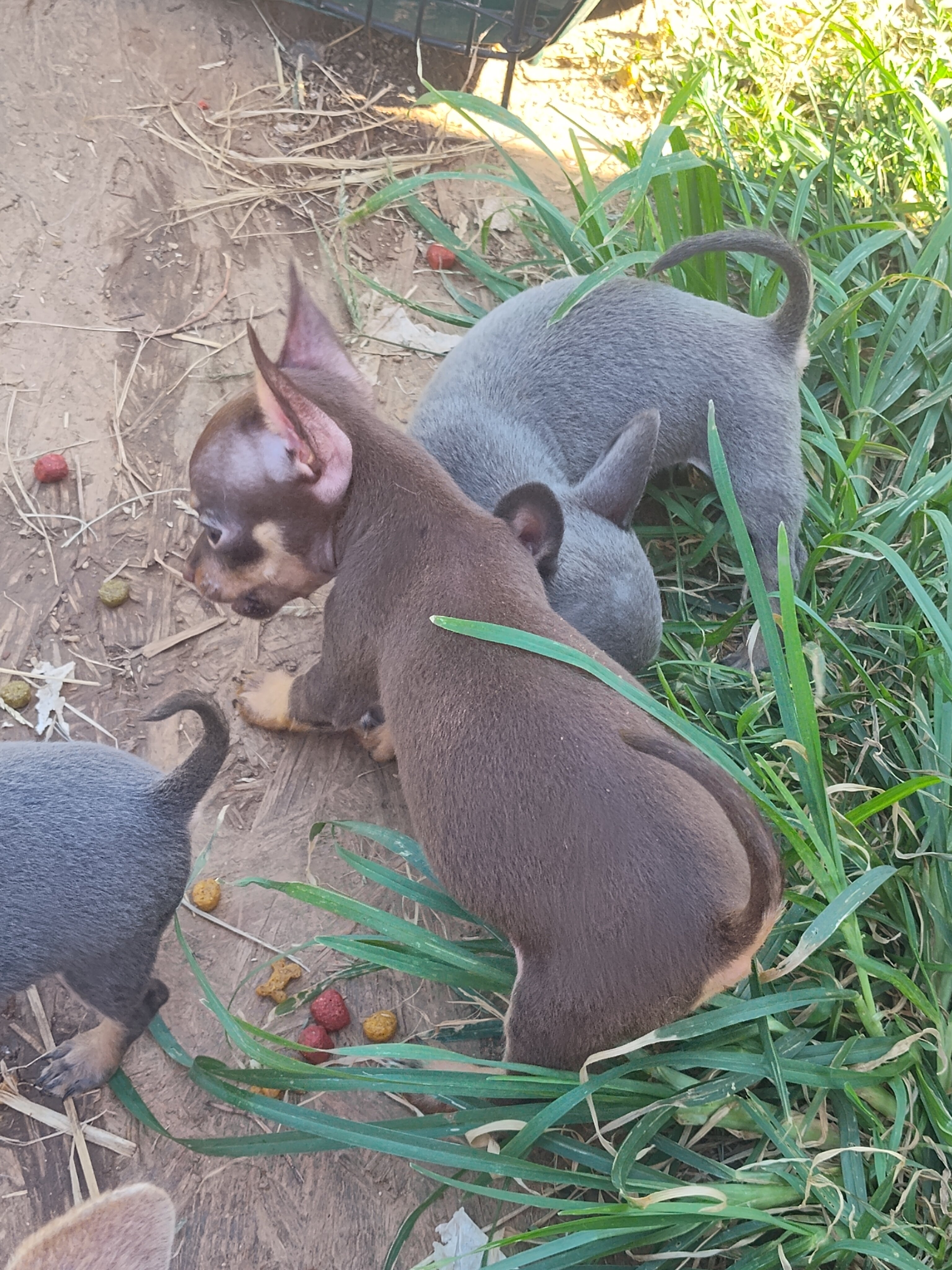 Mousse - NE Oklahoma - Female Chihuahua image 3