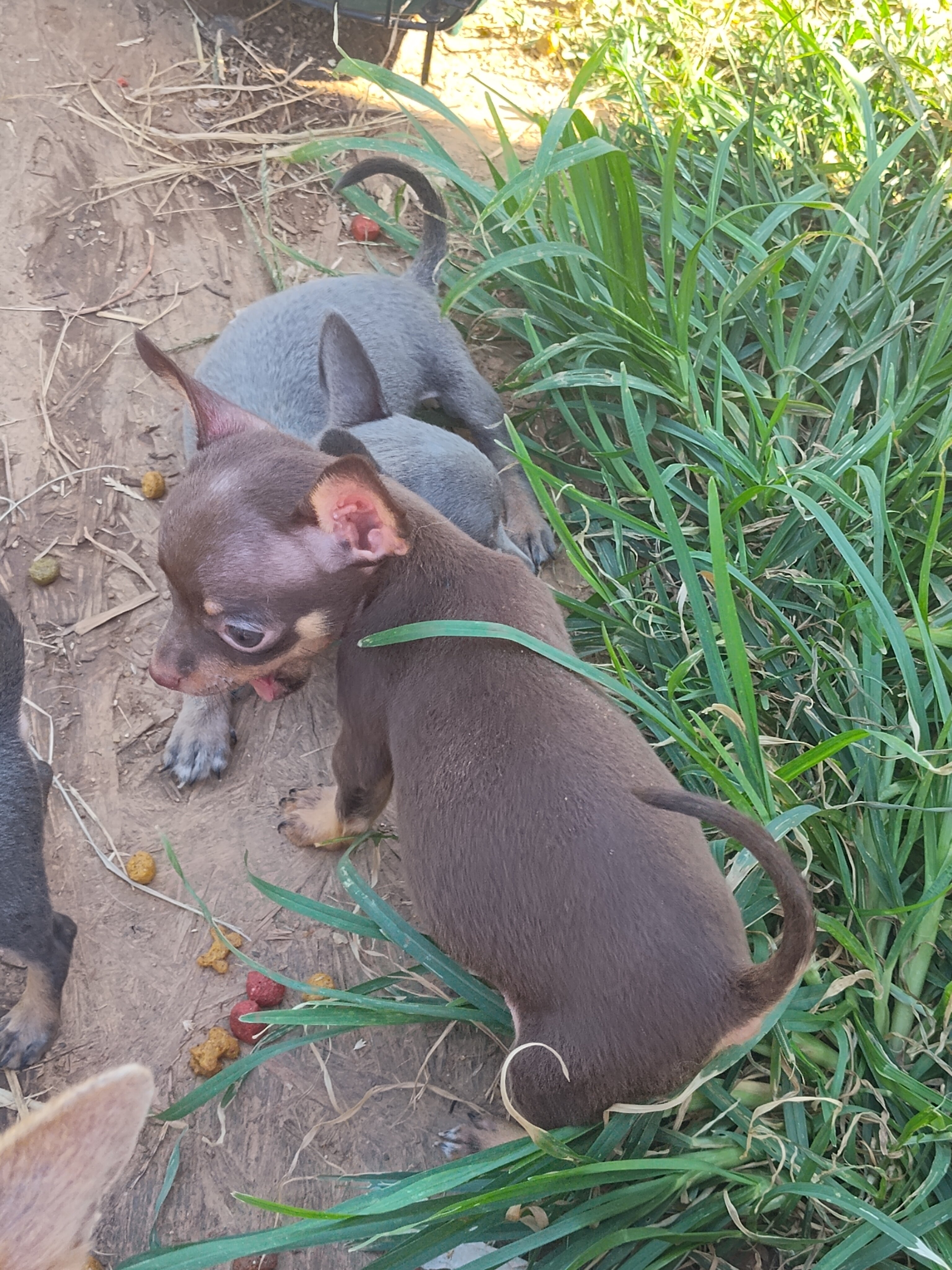 Mousse - NE Oklahoma - Female Chihuahua image 2