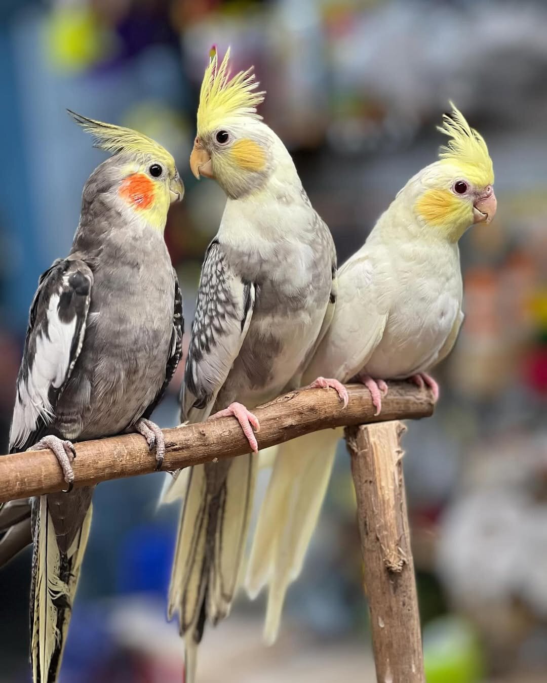 Healthy Hand-Raised Cockatiel Parrots image 2