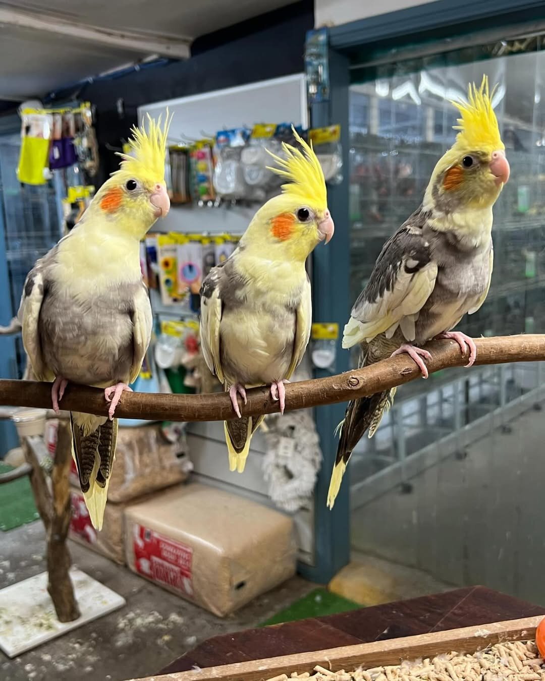 Healthy Hand-Raised Cockatiel Parrots image 3