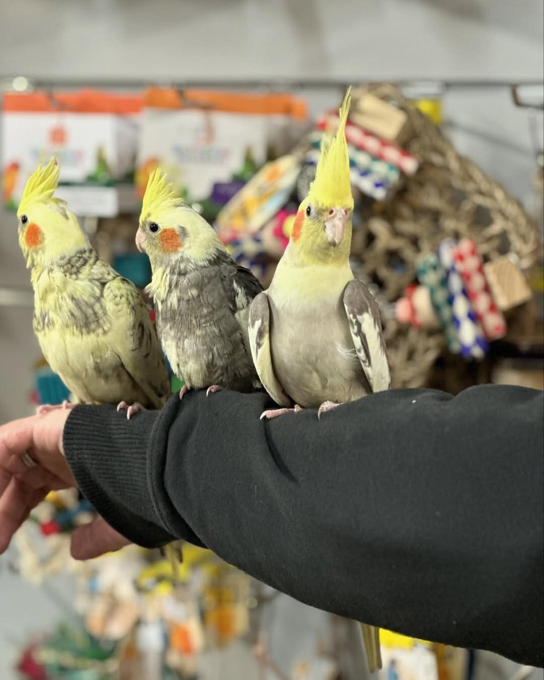 Healthy Hand-Raised Cockatiel Parrots image 1