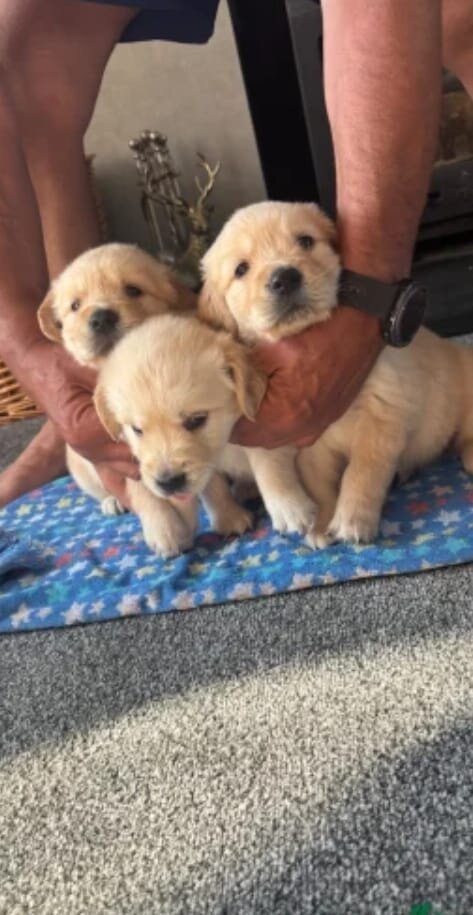 Gorgeous Golden's image 1