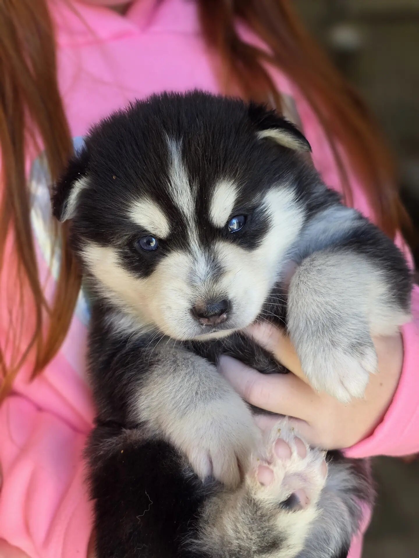 Home Raised Alaska Klee Kai puppies image 2