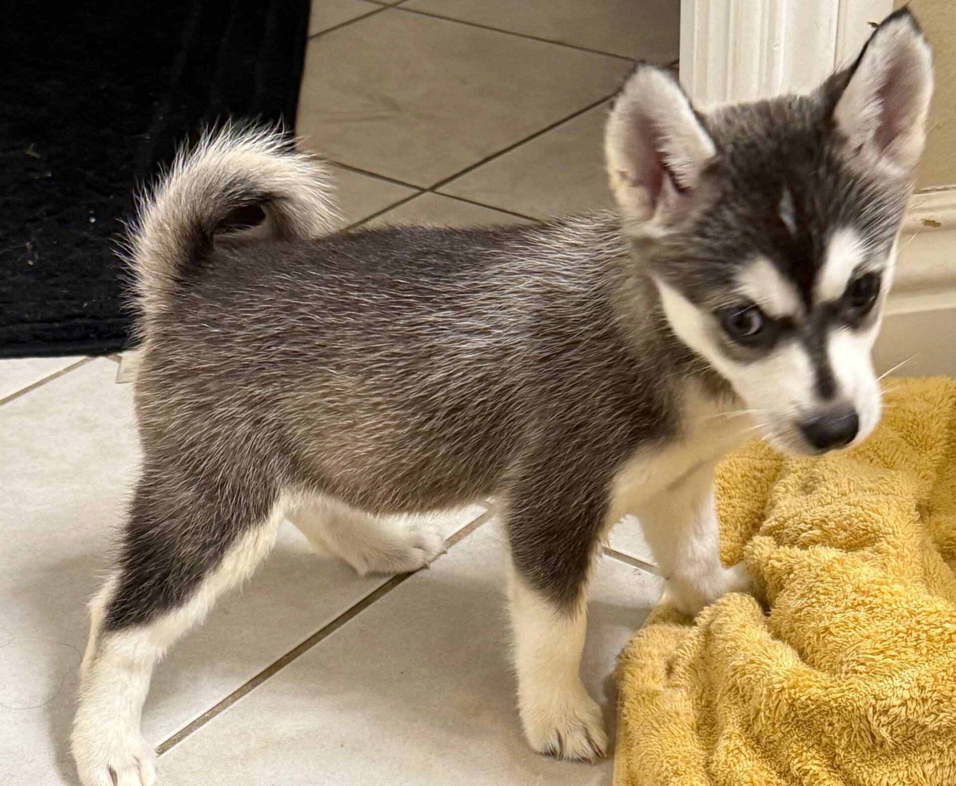 Home Raised Alaska Klee Kai puppies image 1