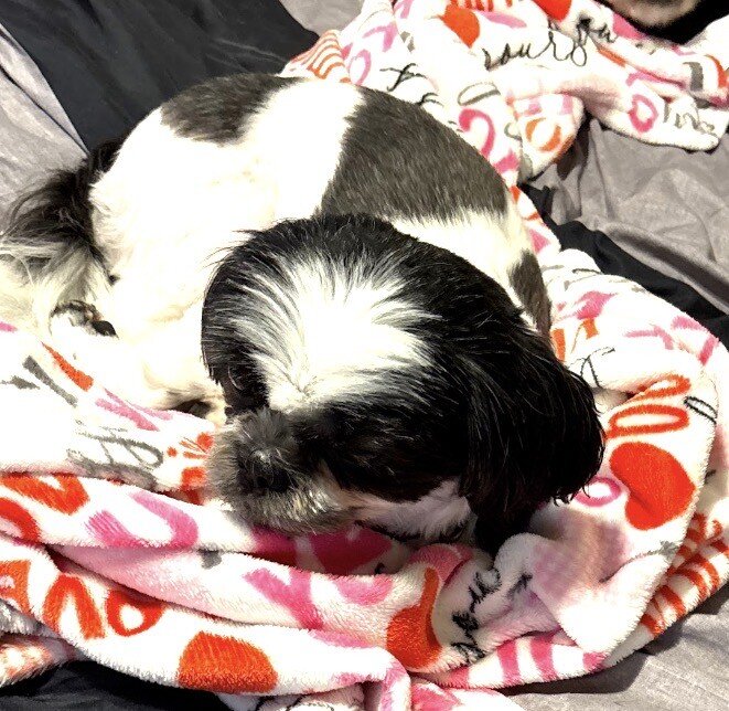 puppy image 3