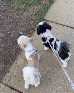 puppy image 2