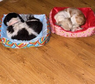 puppy image 1
