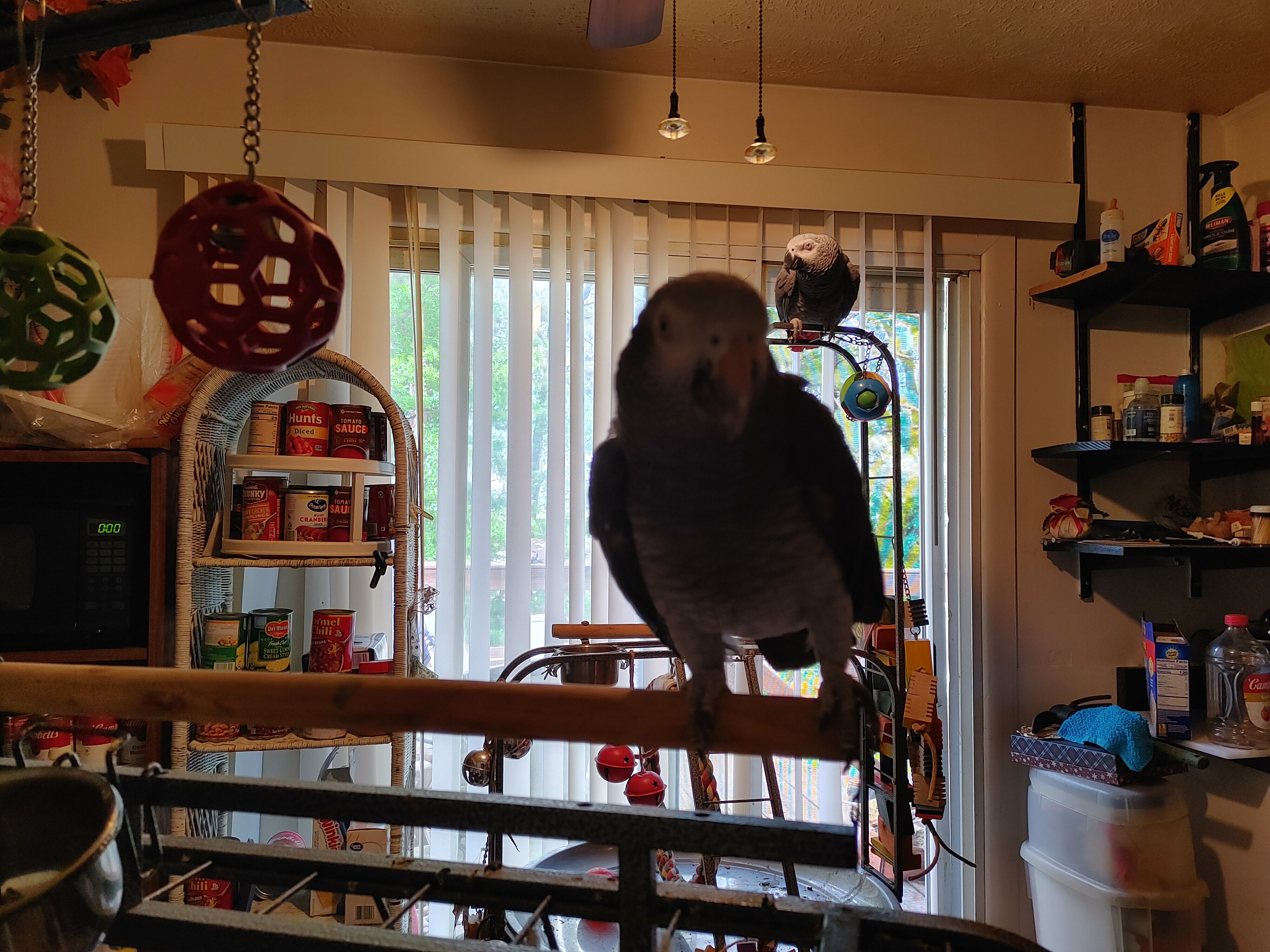 Afican Grey Parrot (Timneh) image 1