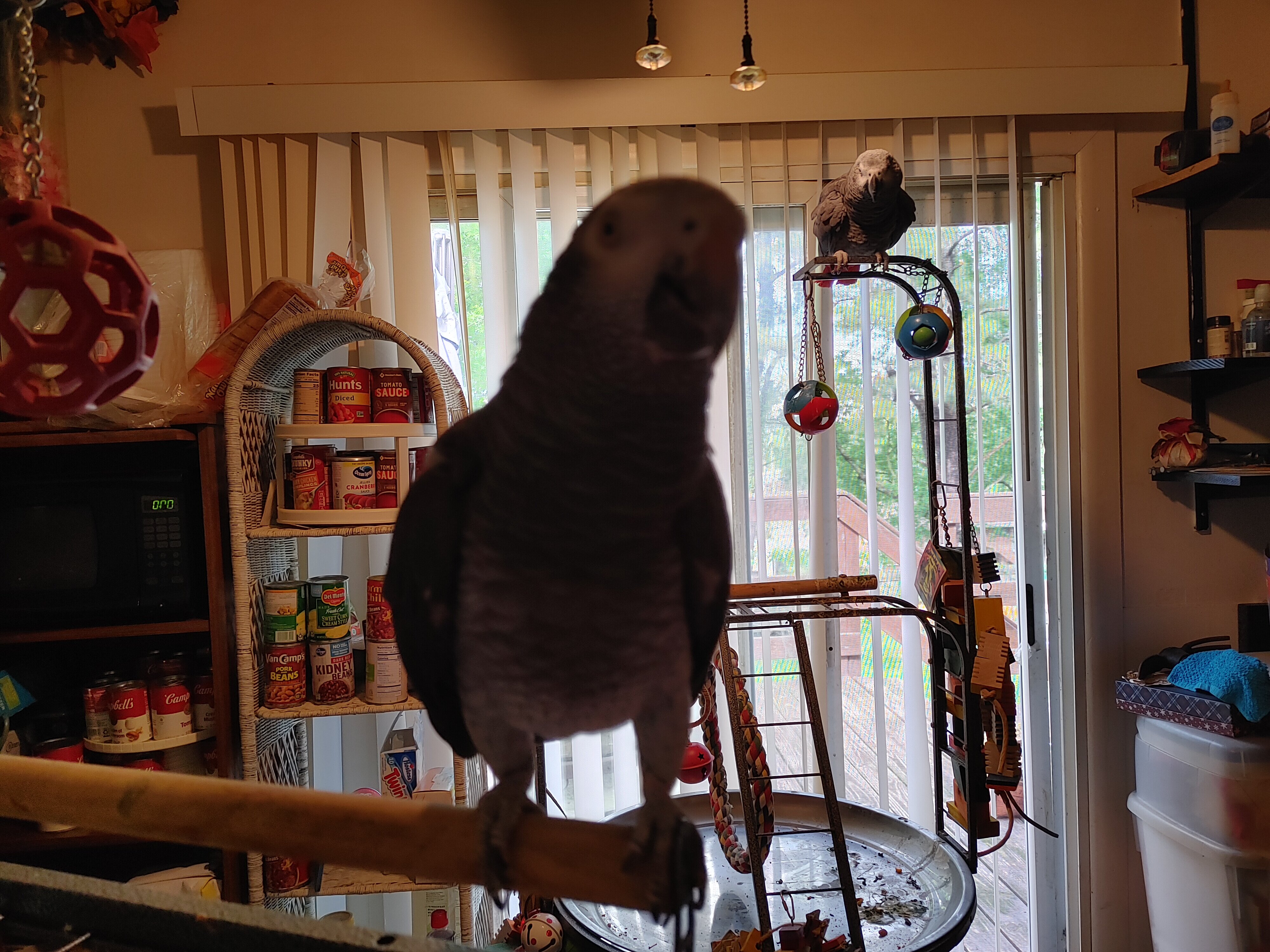 Afican Grey Parrot (Timneh) image 2