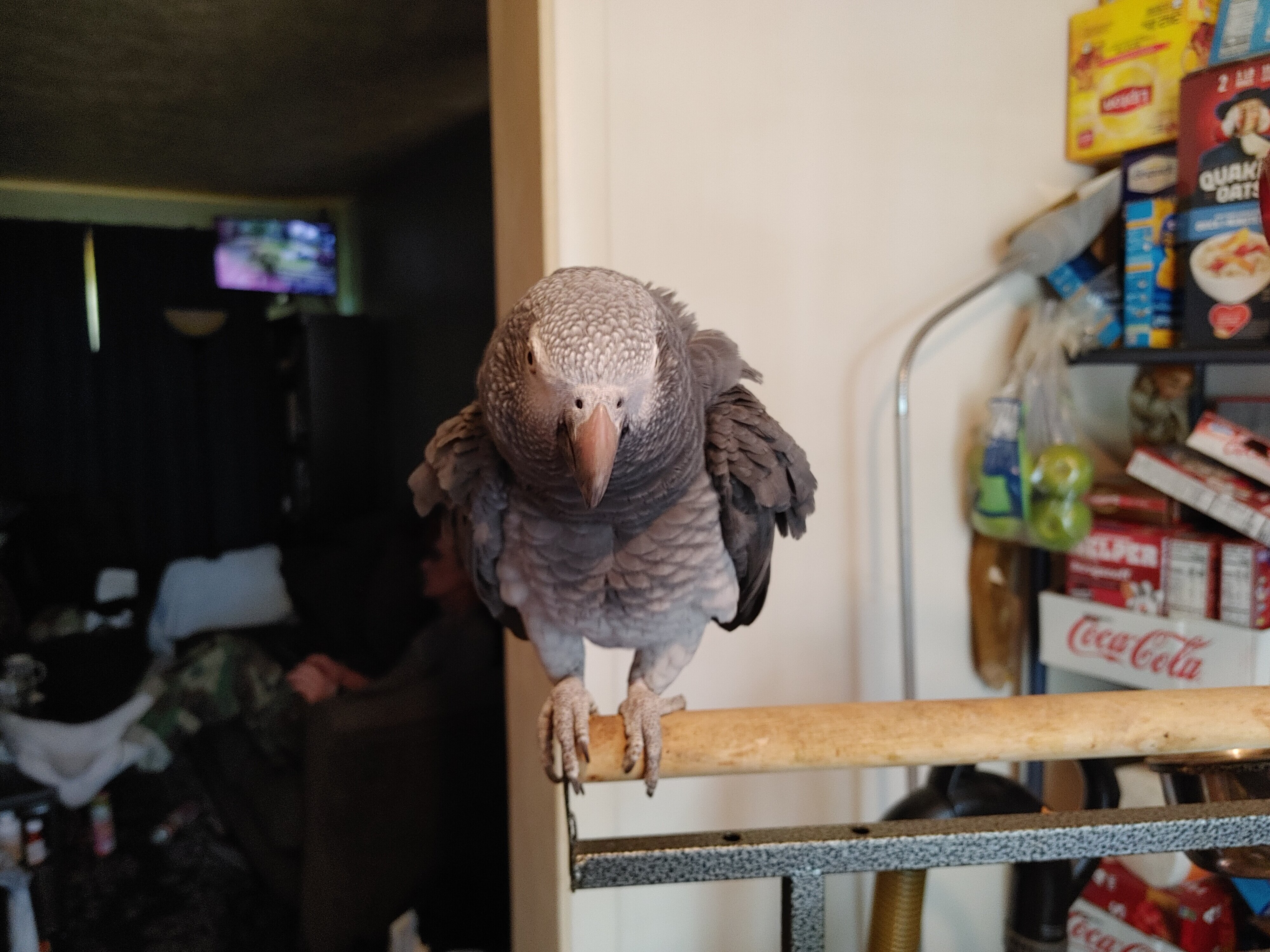 Afican Grey Parrot (Timneh) image 3