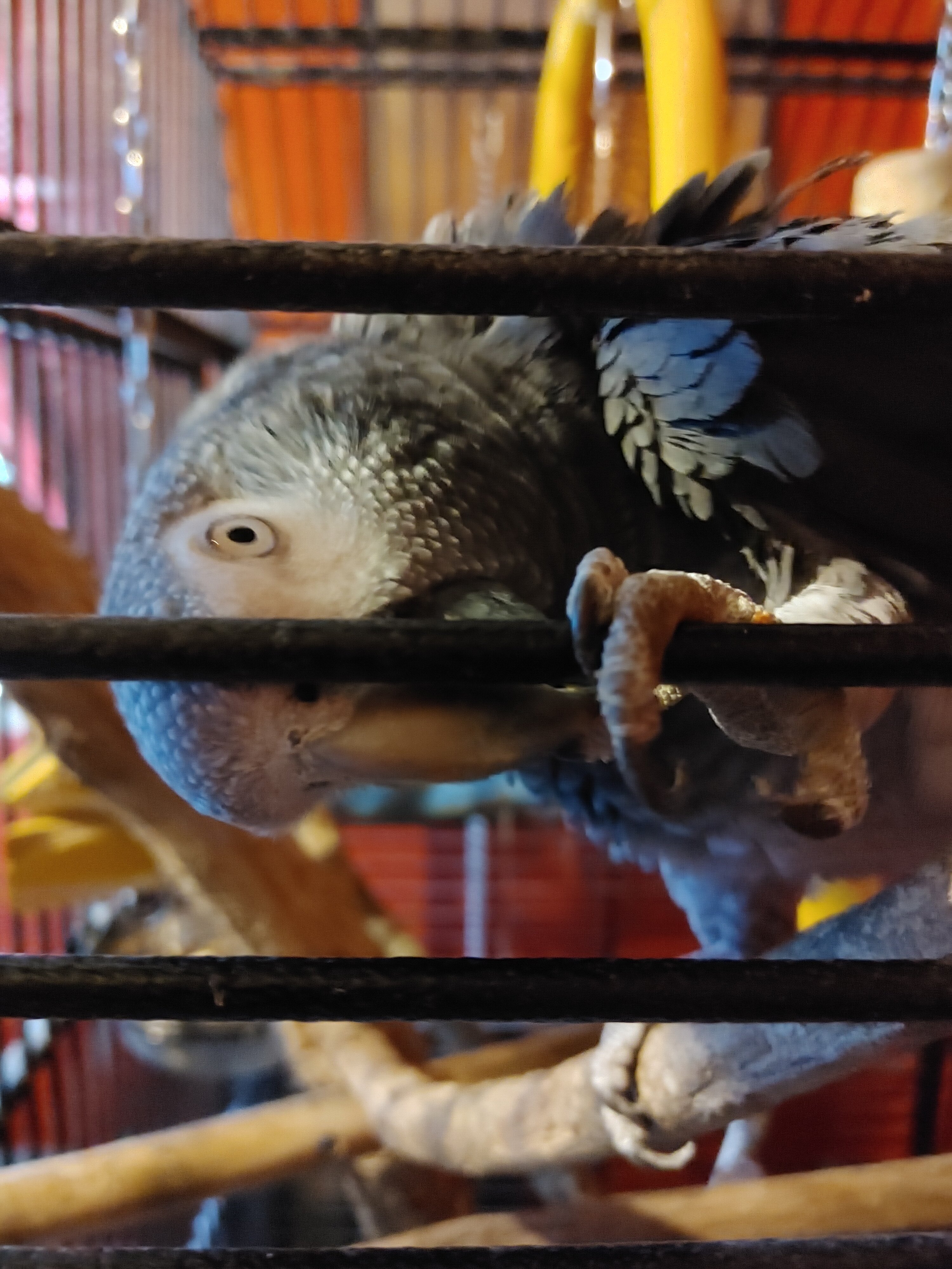 Afican Grey Parrot (Timneh) image 4
