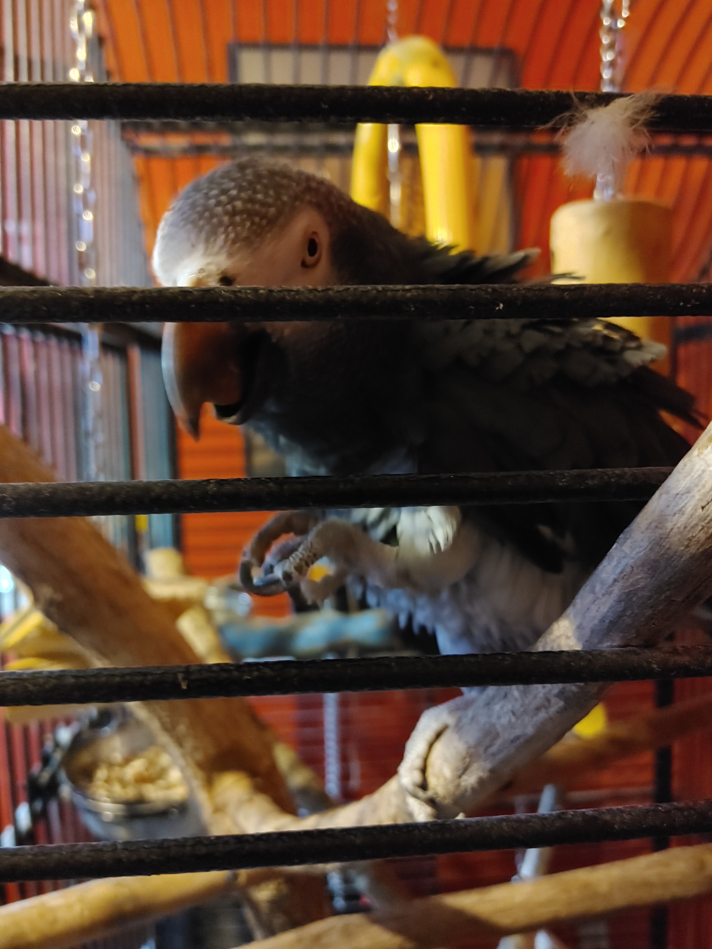 Afican Grey Parrot (Timneh) image 5