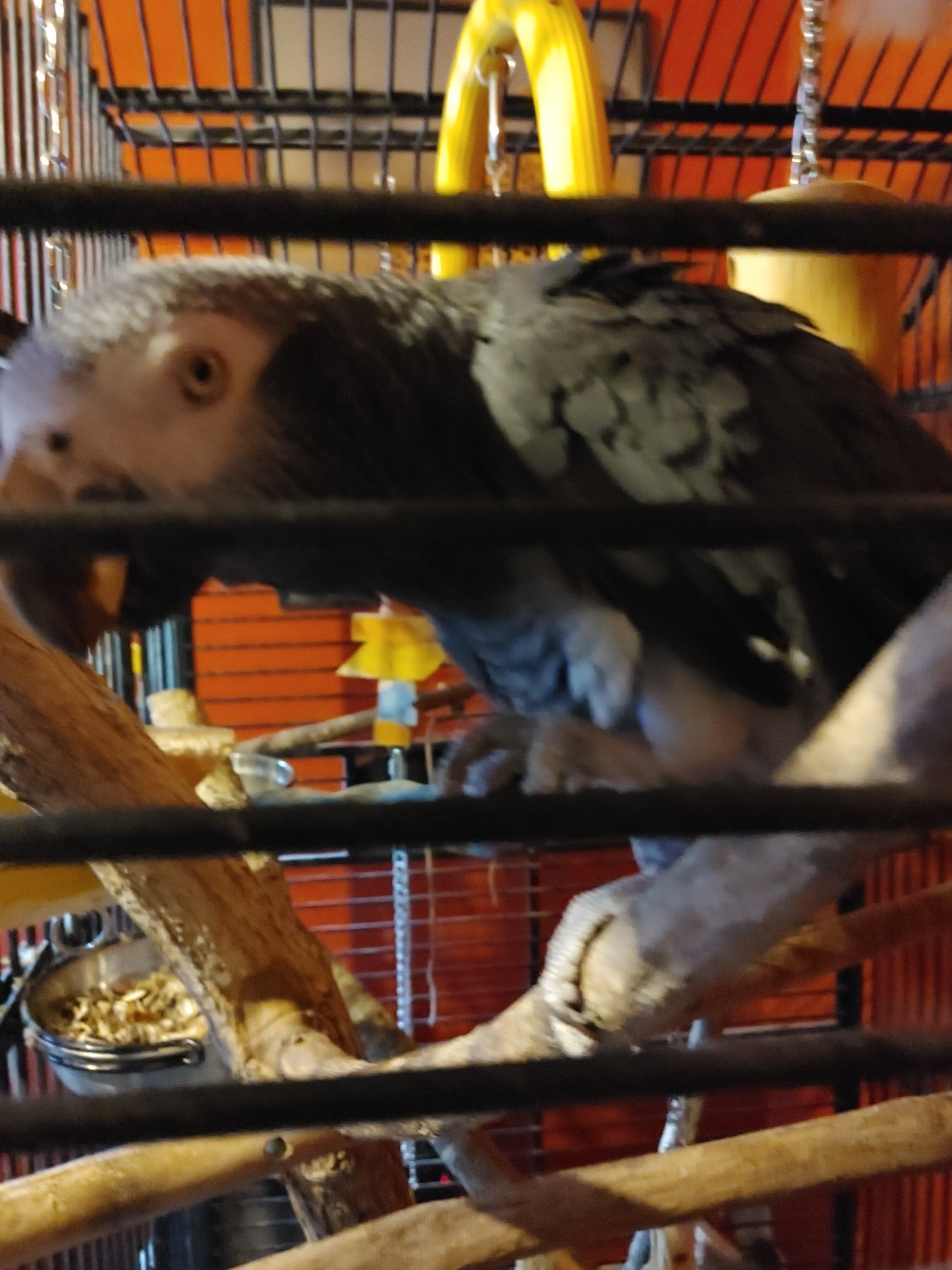 Afican Grey Parrot (Timneh) image 6