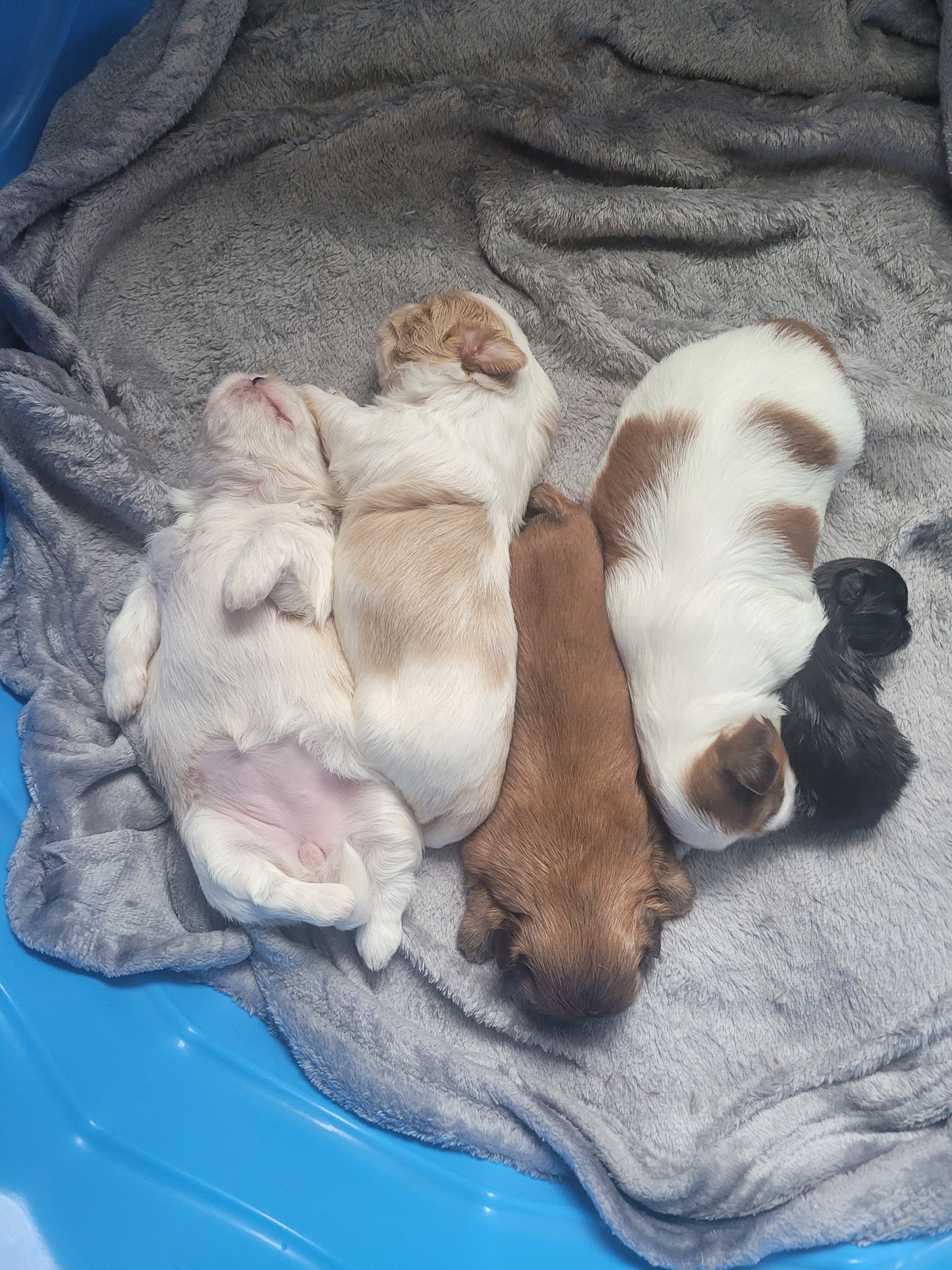 Shih Tsu Puppies image 1