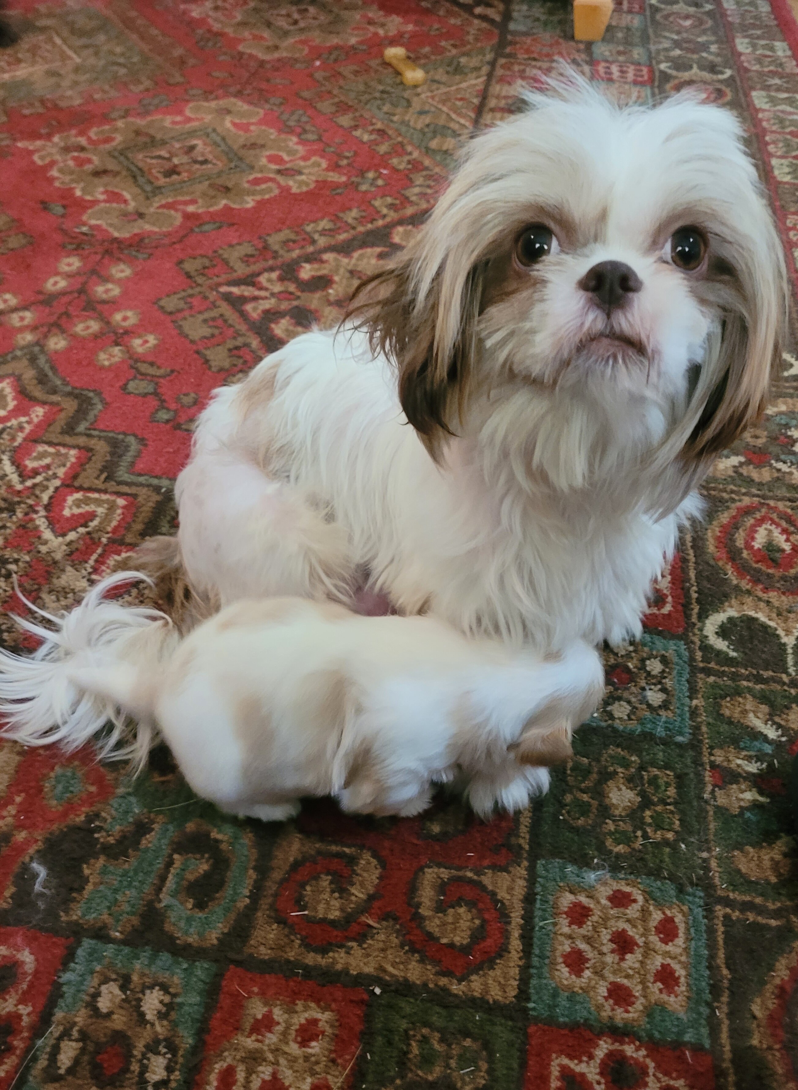 Shih Tsu Puppies image 2