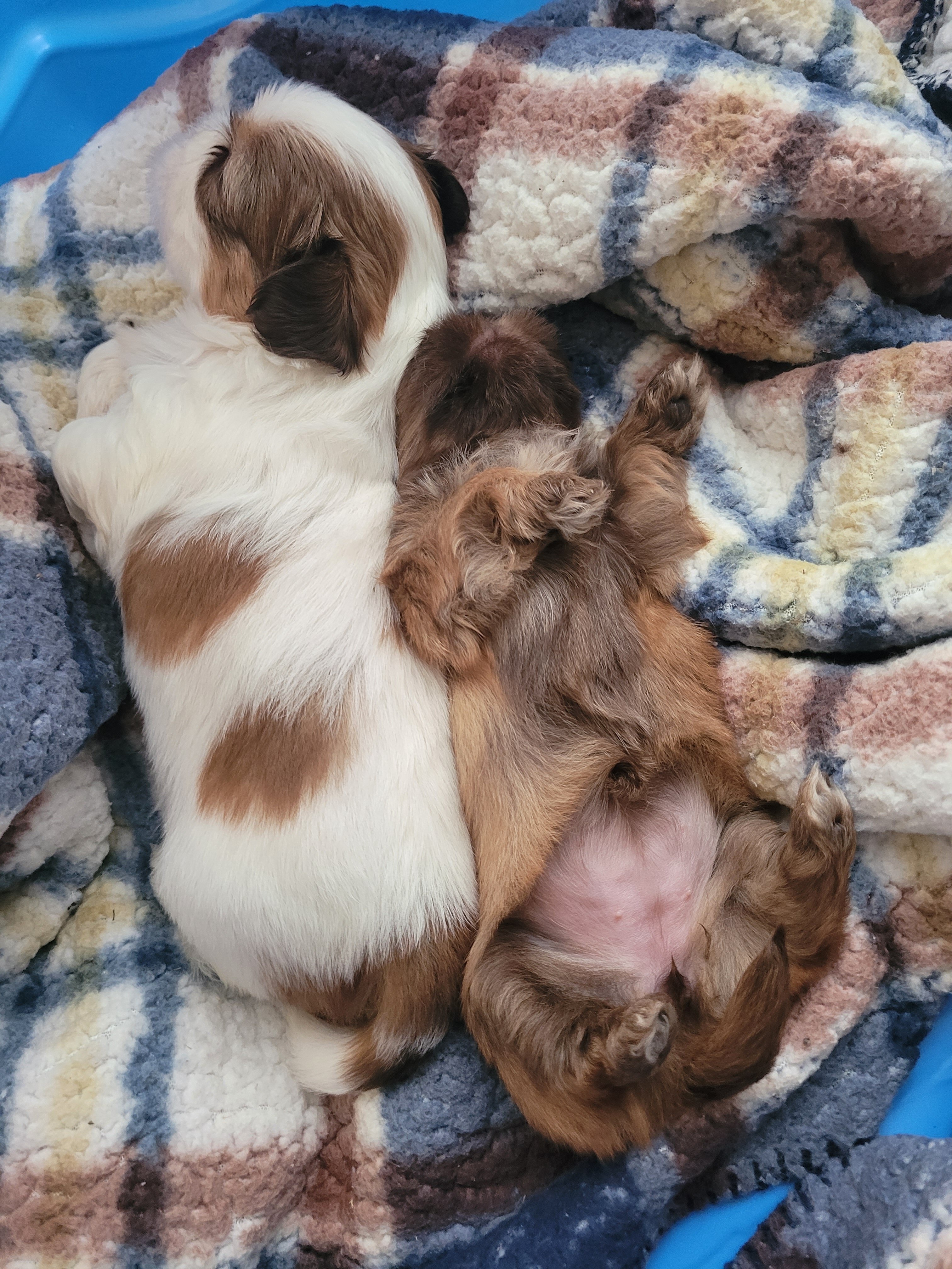 Shih Tsu Puppies image 4