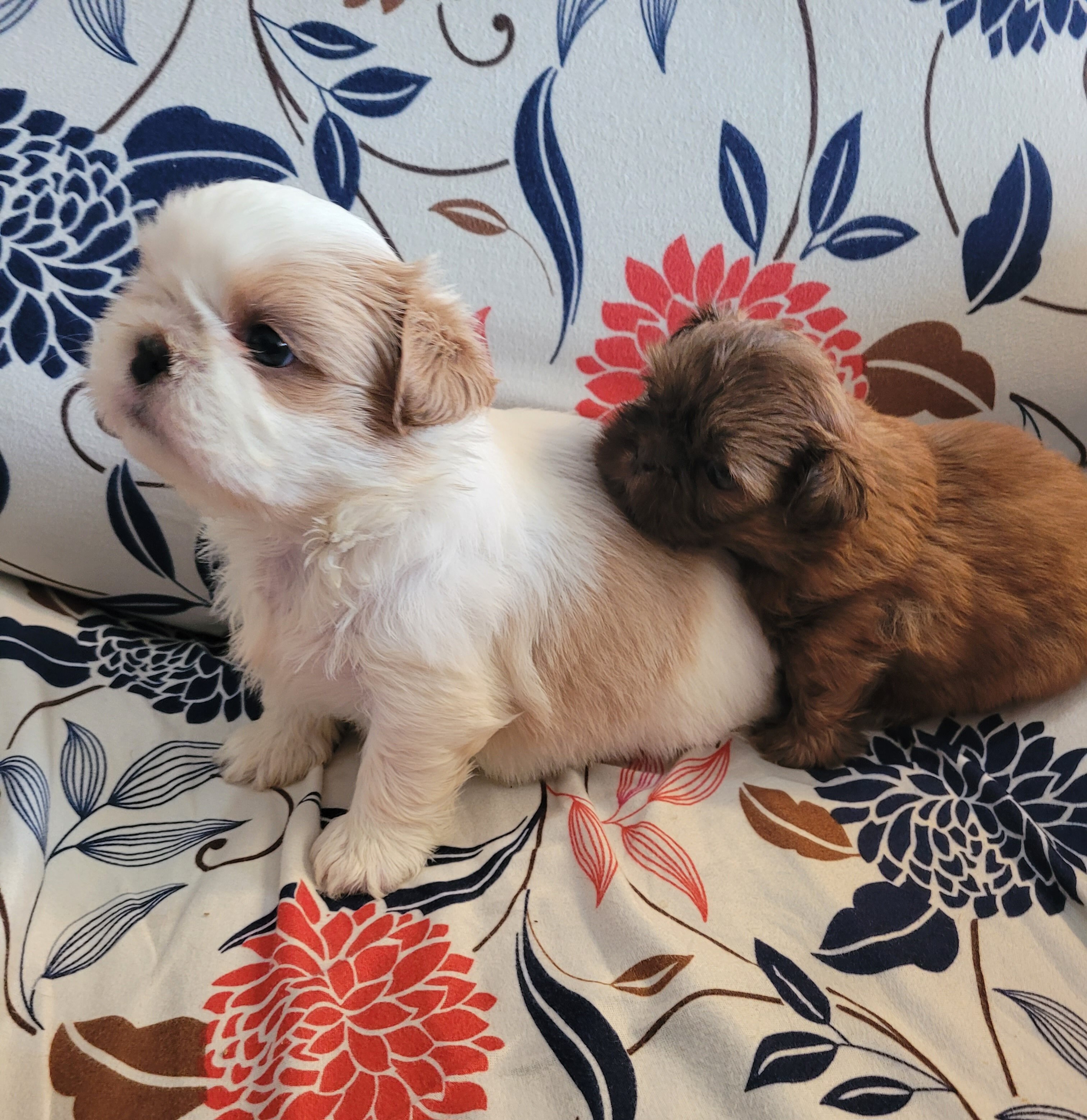 Shih Tsu Puppies image 9