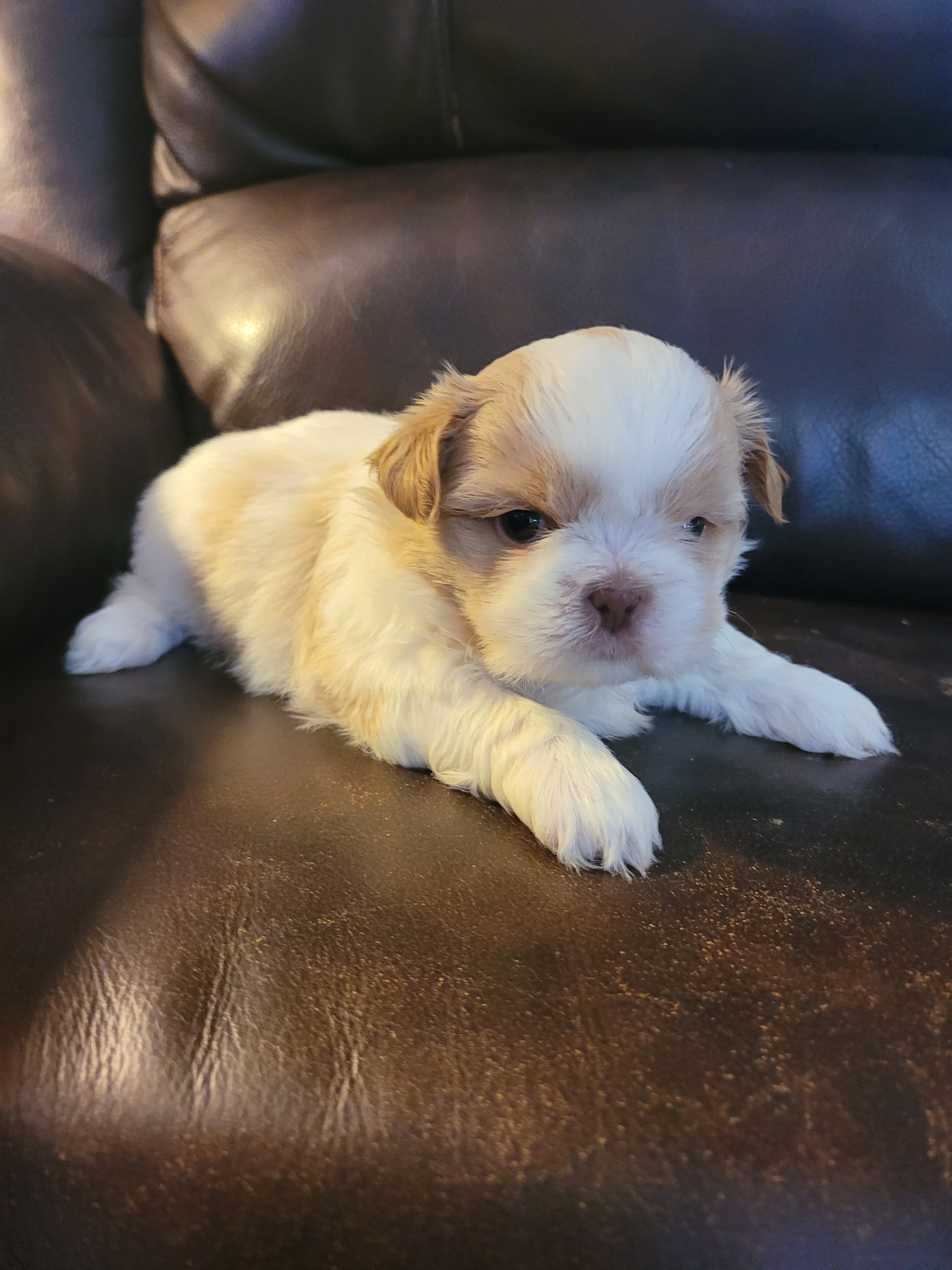 Shih Tsu Puppies image 6